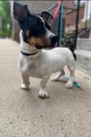 Enlarge Hops, a Adoptable Jack Russell Terrier in Crete, IL image 2/3