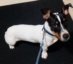 Enlarge Hops, a Adopted Jack Russell Terrier in Crete, IL image 3/3