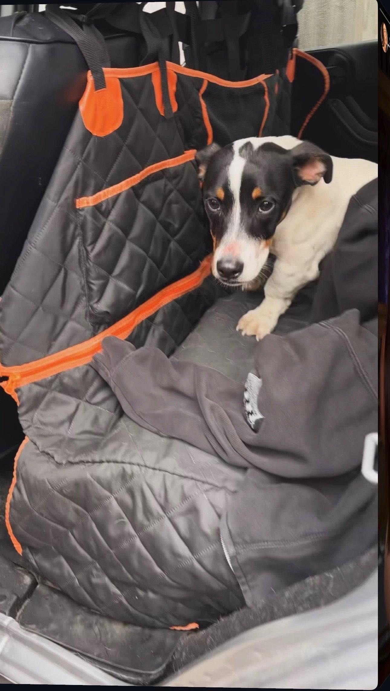 Enlarge Hops, a Adoptable Jack Russell Terrier in Crete, IL image 3/3