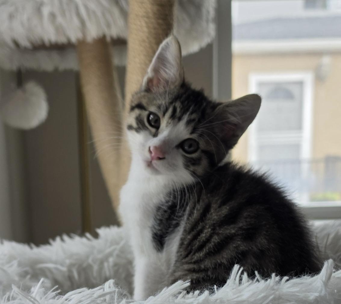 Enlarge Grant, an adopted Domestic Short Hair in Los Angeles, CA image 2/6