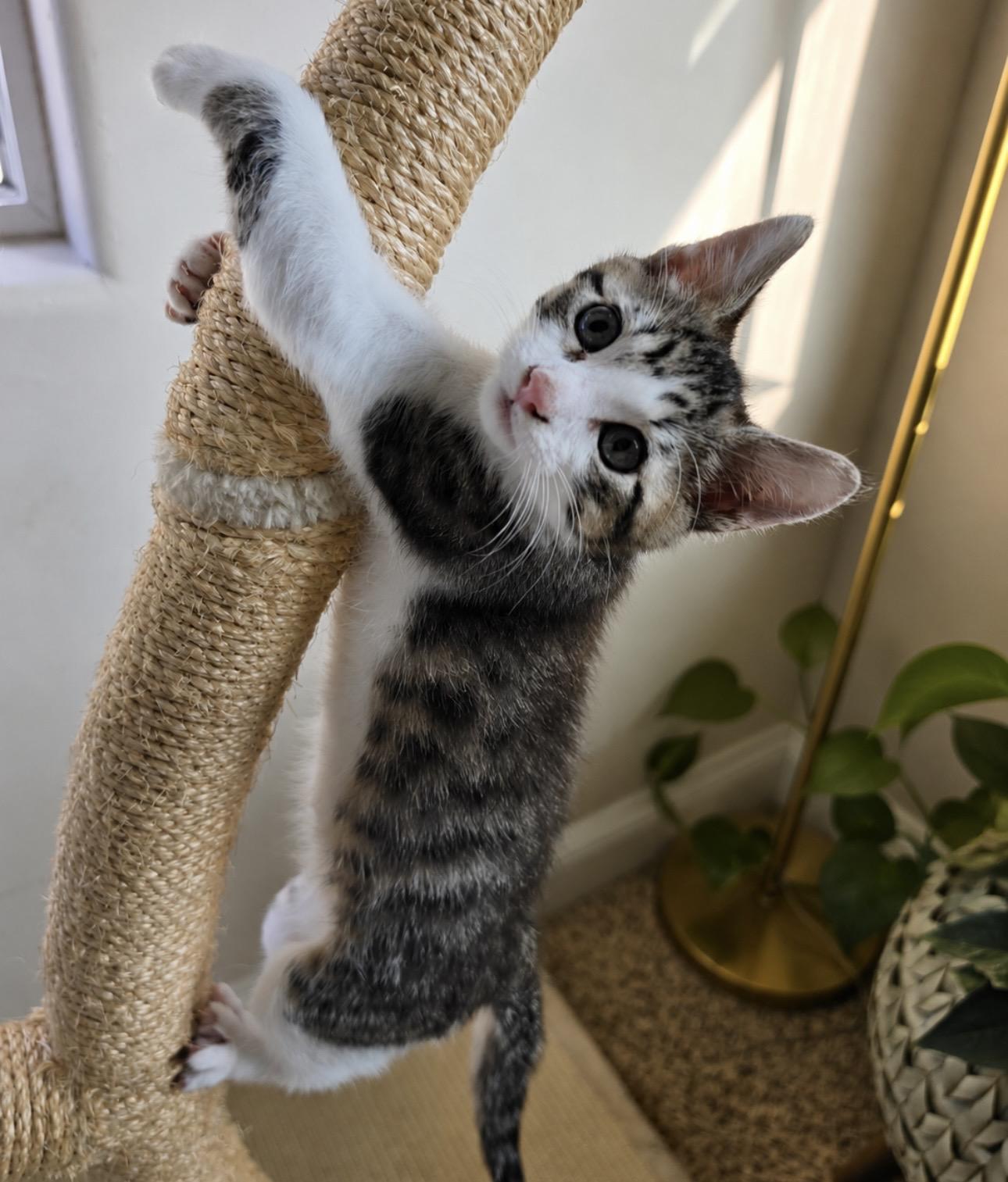 Enlarge Grant, an adopted Domestic Short Hair in Los Angeles, CA image 5/6