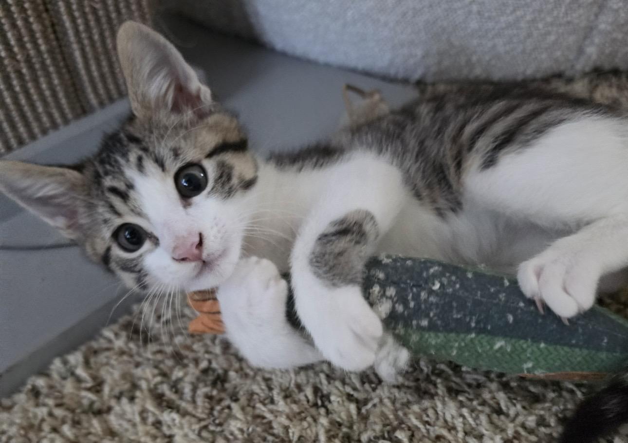 Enlarge Grant, an adopted Domestic Short Hair in Los Angeles, CA image 3/6