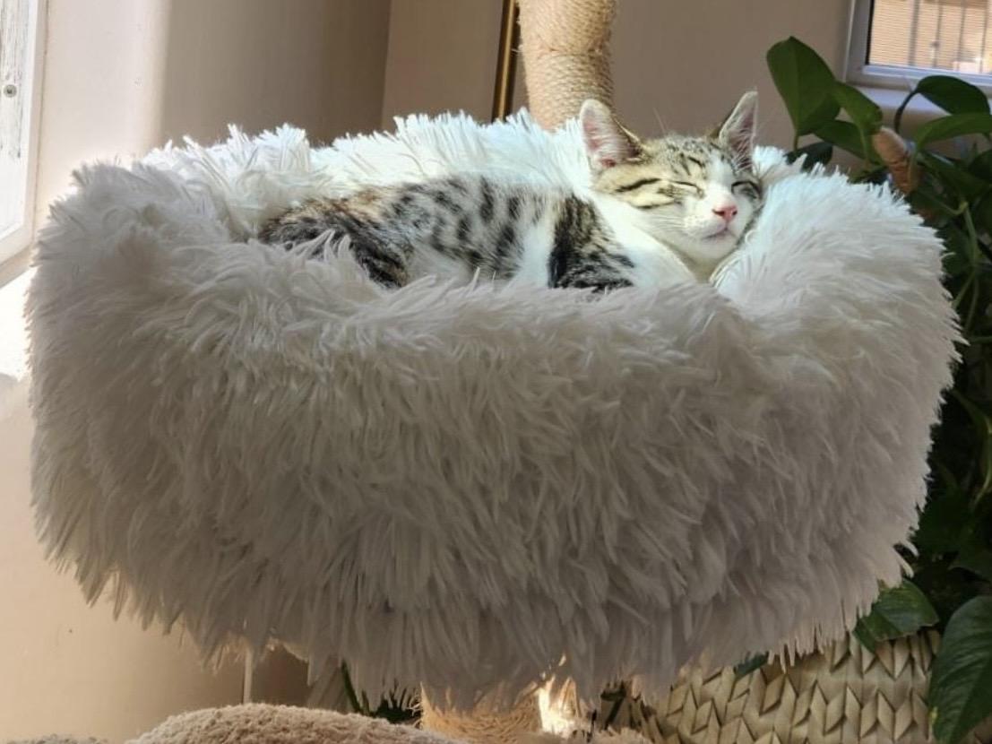 Enlarge Grant, an adopted Domestic Short Hair in Los Angeles, CA image 6/6