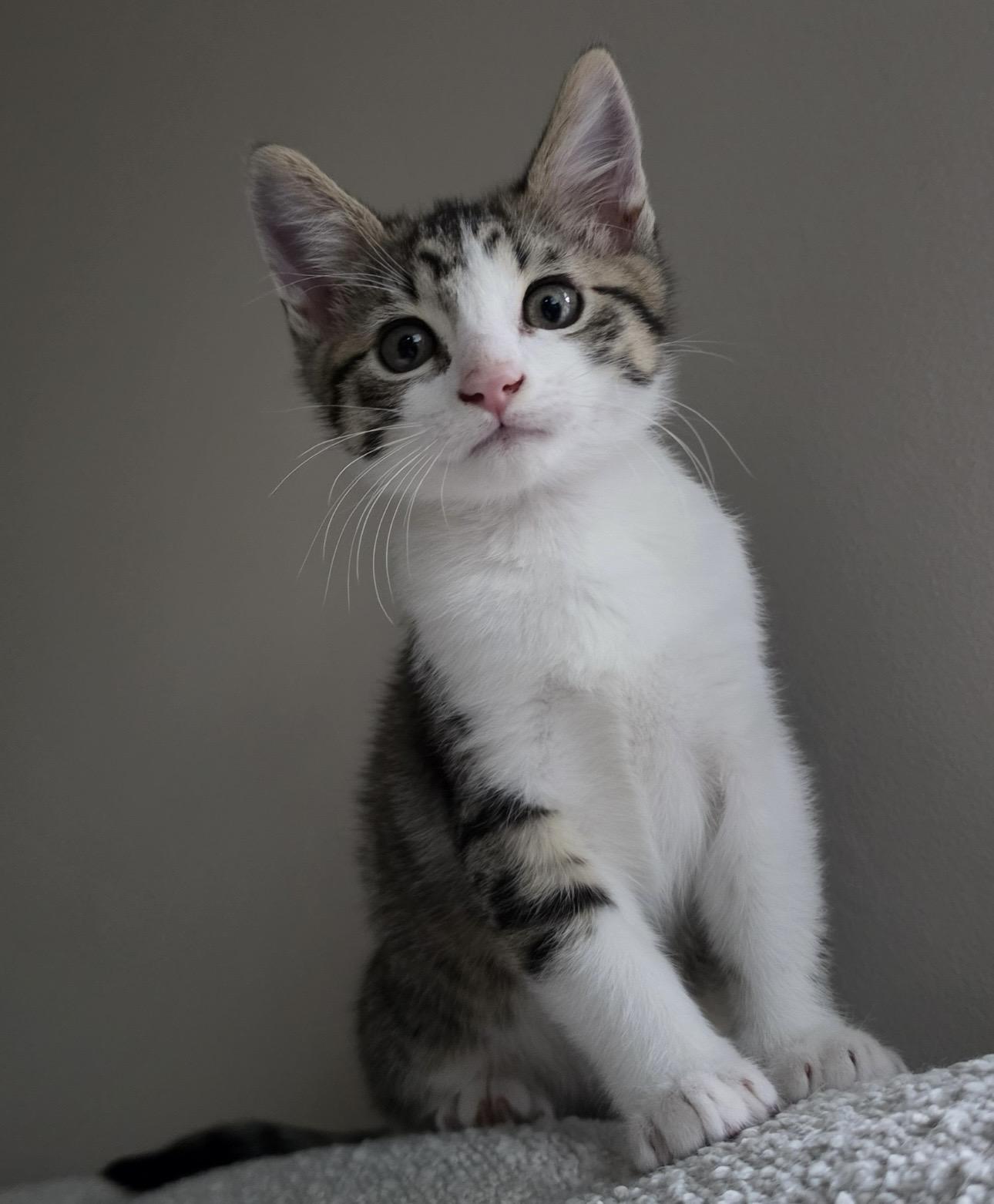 Grant, adopted, Kitten Male Domestic Short Hair.