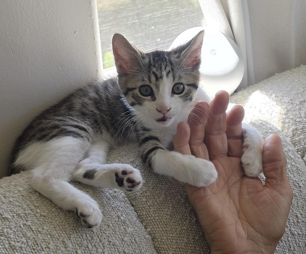 Enlarge Grant, an adopted Domestic Short Hair in Los Angeles, CA image 4/6