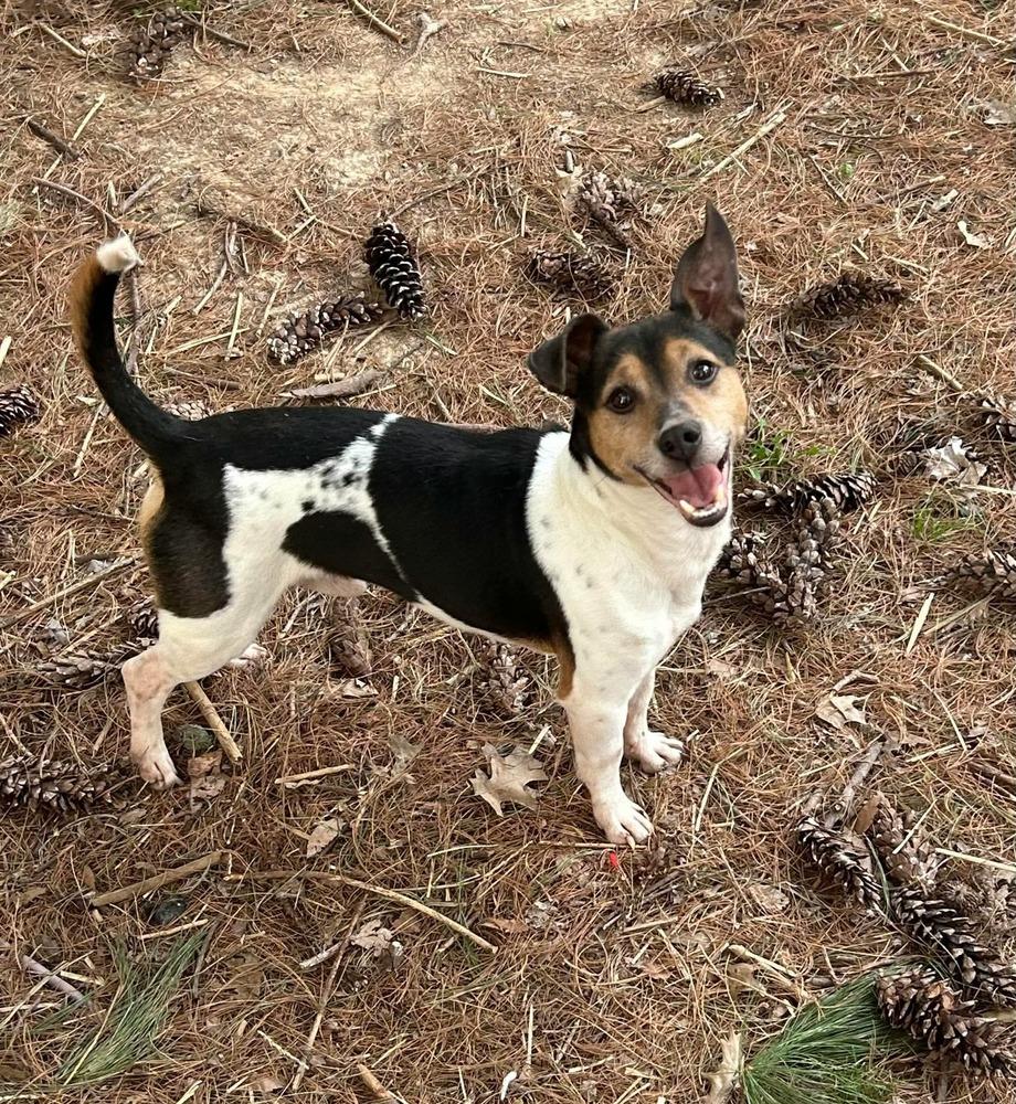 Sprocket, Adoptable, Senior Male Jack Russell Terrier & Rat Terrier.