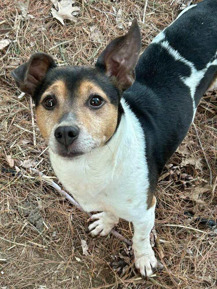 Enlarge Sprocket, a Adoptable mixed breed in Waterloo, IL image 2/3