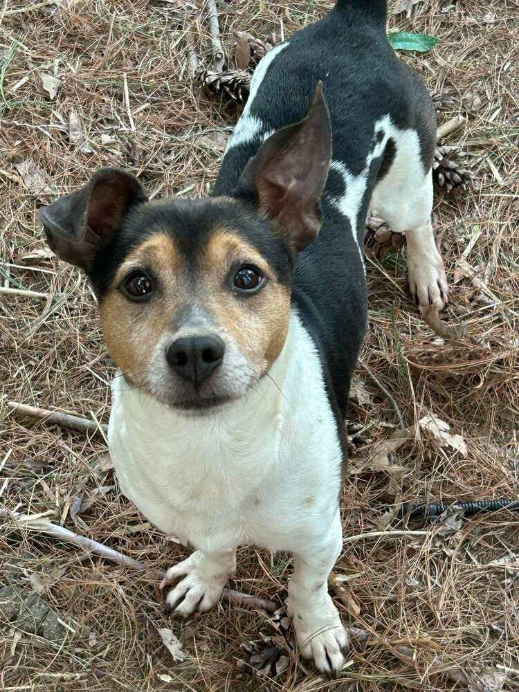 Enlarge Sprocket, a Adoptable mixed breed in Waterloo, IL image 3/3