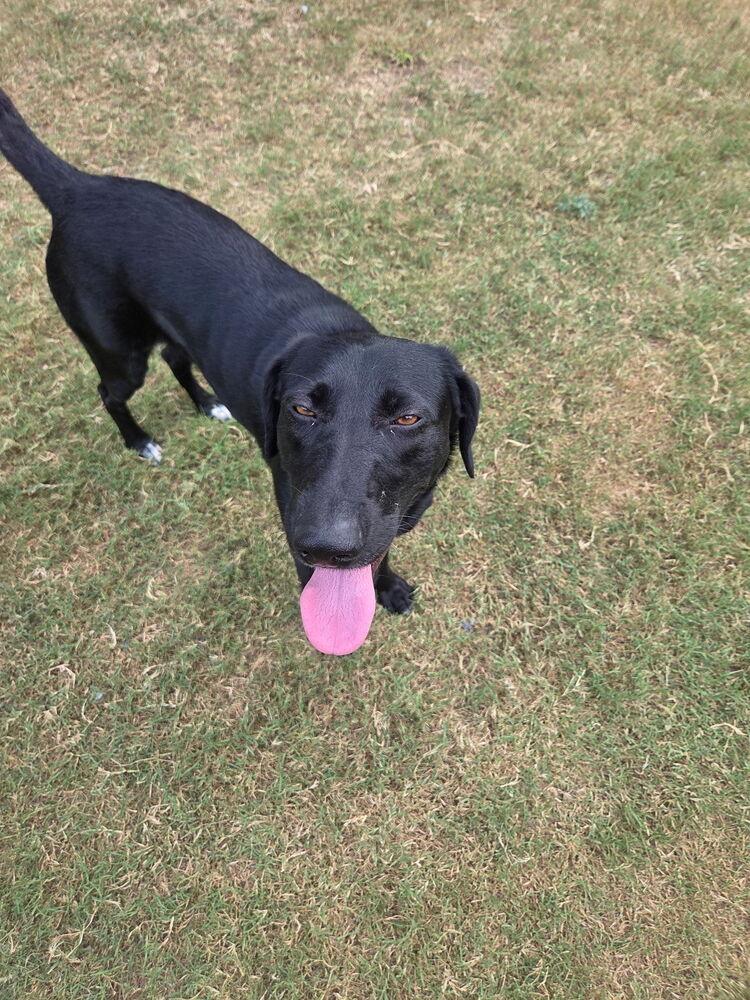 Denisovikes / Izzy, Adoptable, Adult Female Labrador Retriever.