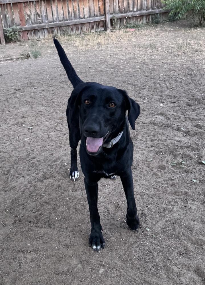 Denisovikes / Izzy, a Adoptable mixed breed in Broomfield, CO image 6/6
