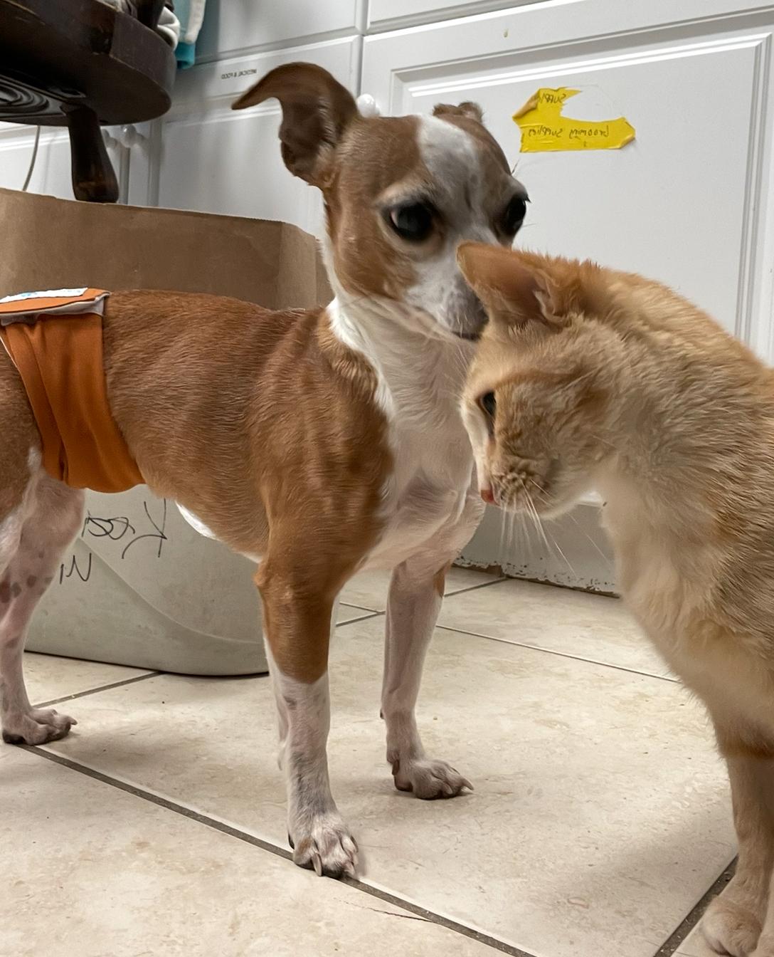 Rookie, a ADOPTABLE mixed breed in Cincinnati, OH image 4/4