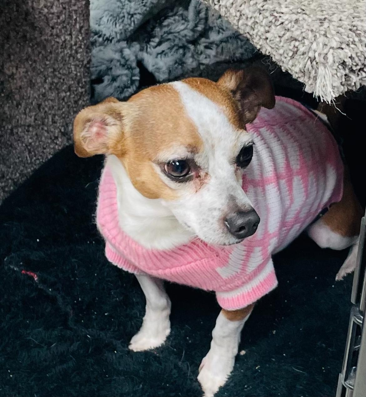 Rookie, a ADOPTABLE mixed breed in Cincinnati, OH image 2/4