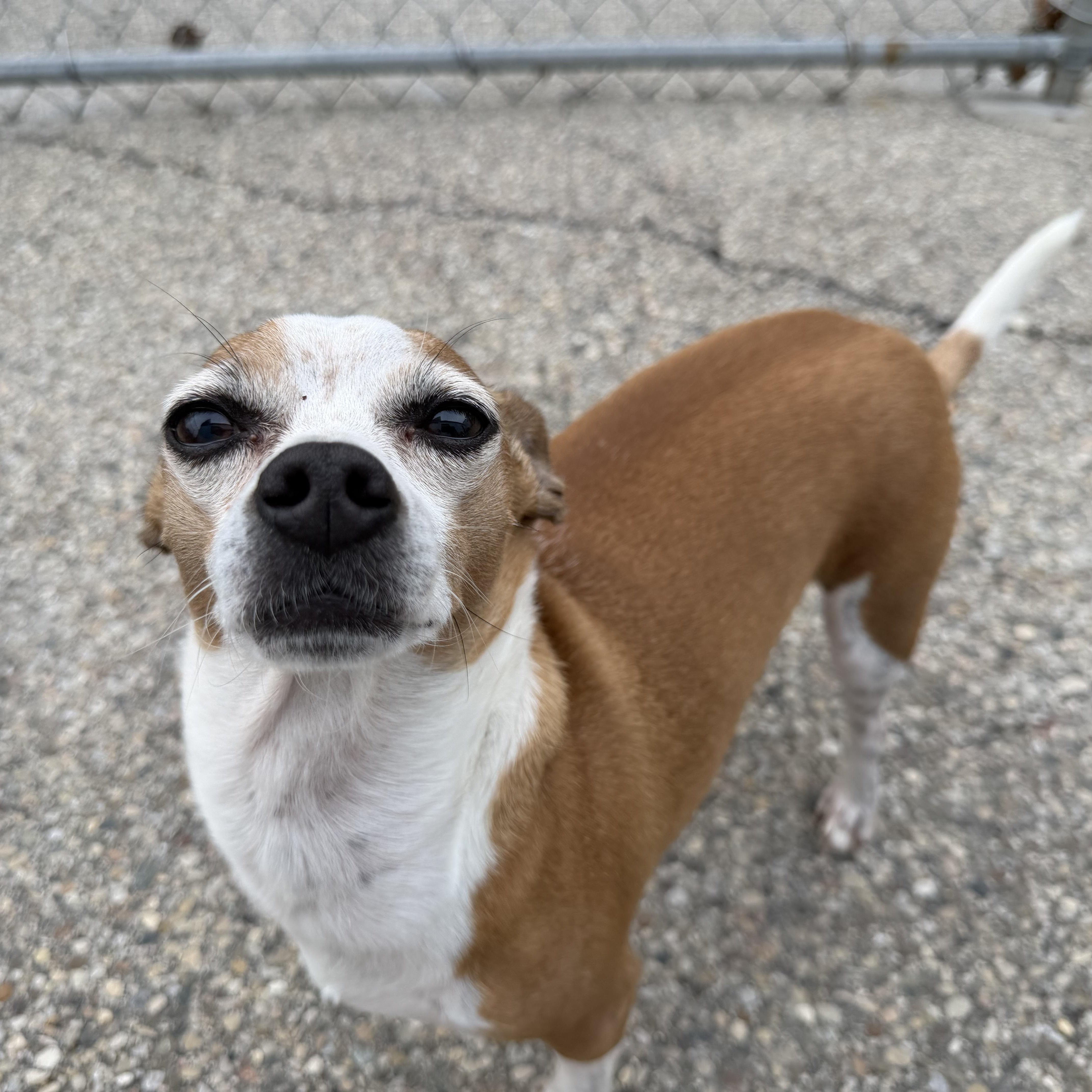Rookie, an adoptable mixed breed in Cincinnati, OH image 5/5
