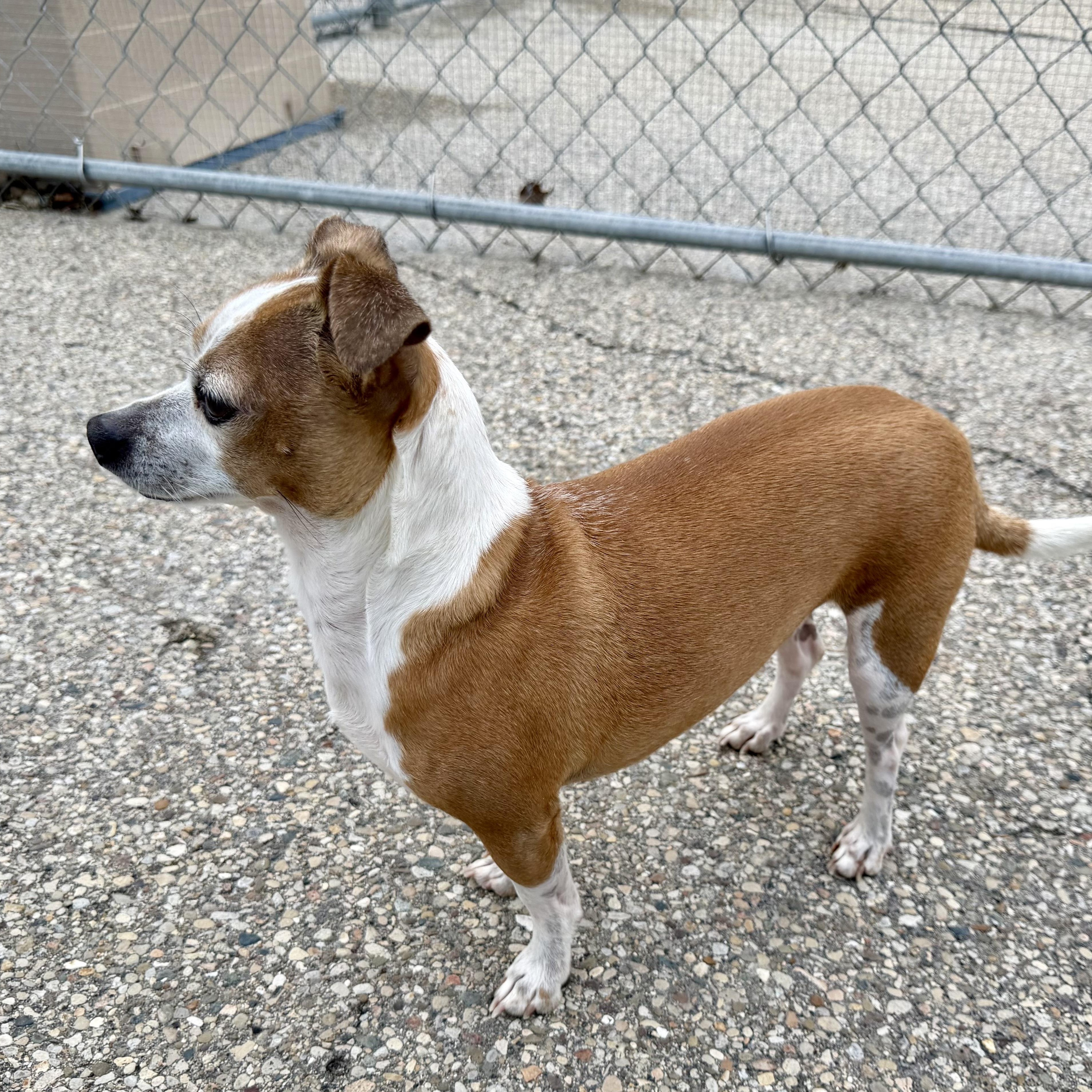 Rookie, an adoptable mixed breed in Cincinnati, OH image 4/5