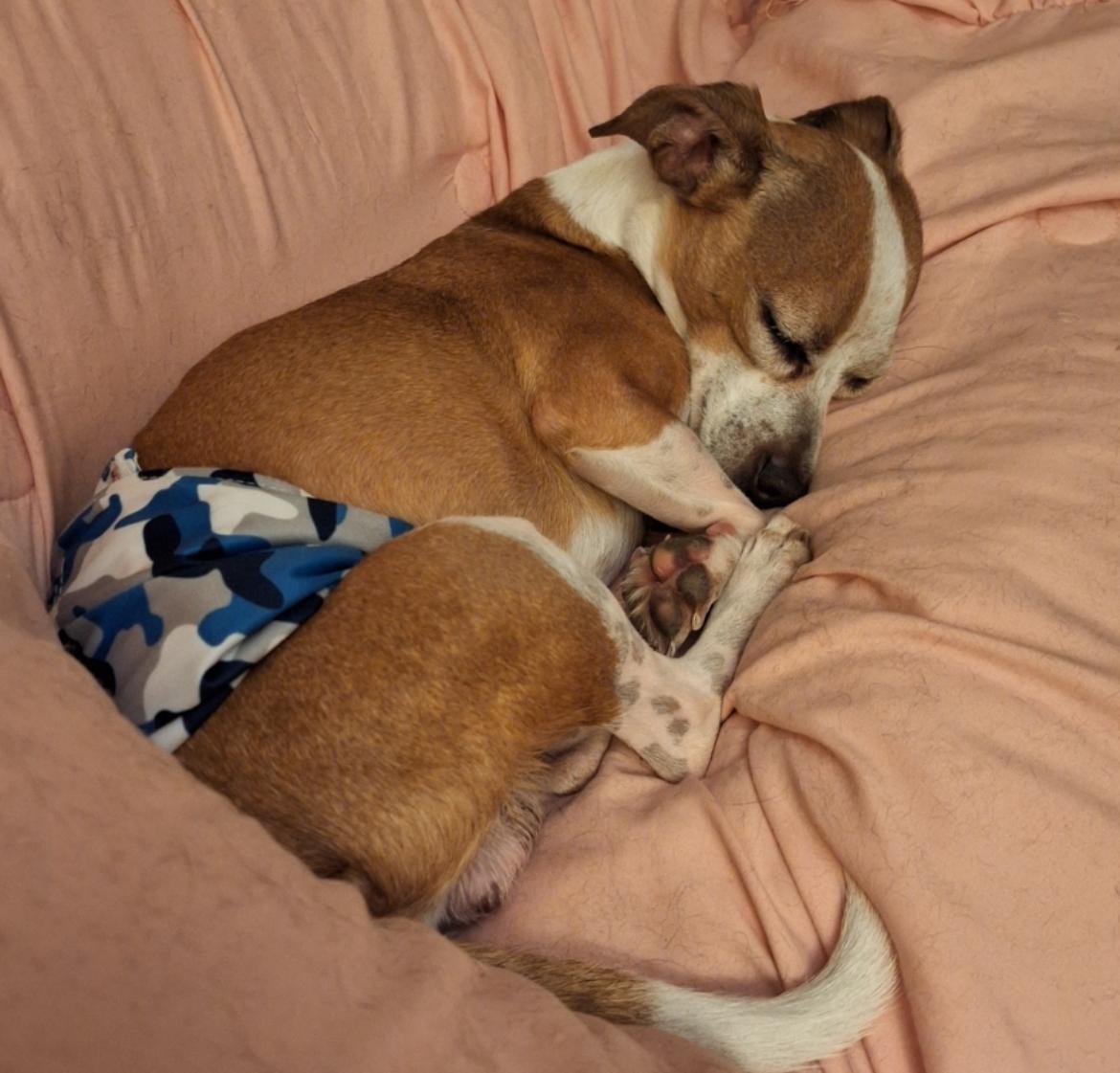 Rookie, a ADOPTABLE mixed breed in Cincinnati, OH image 3/4