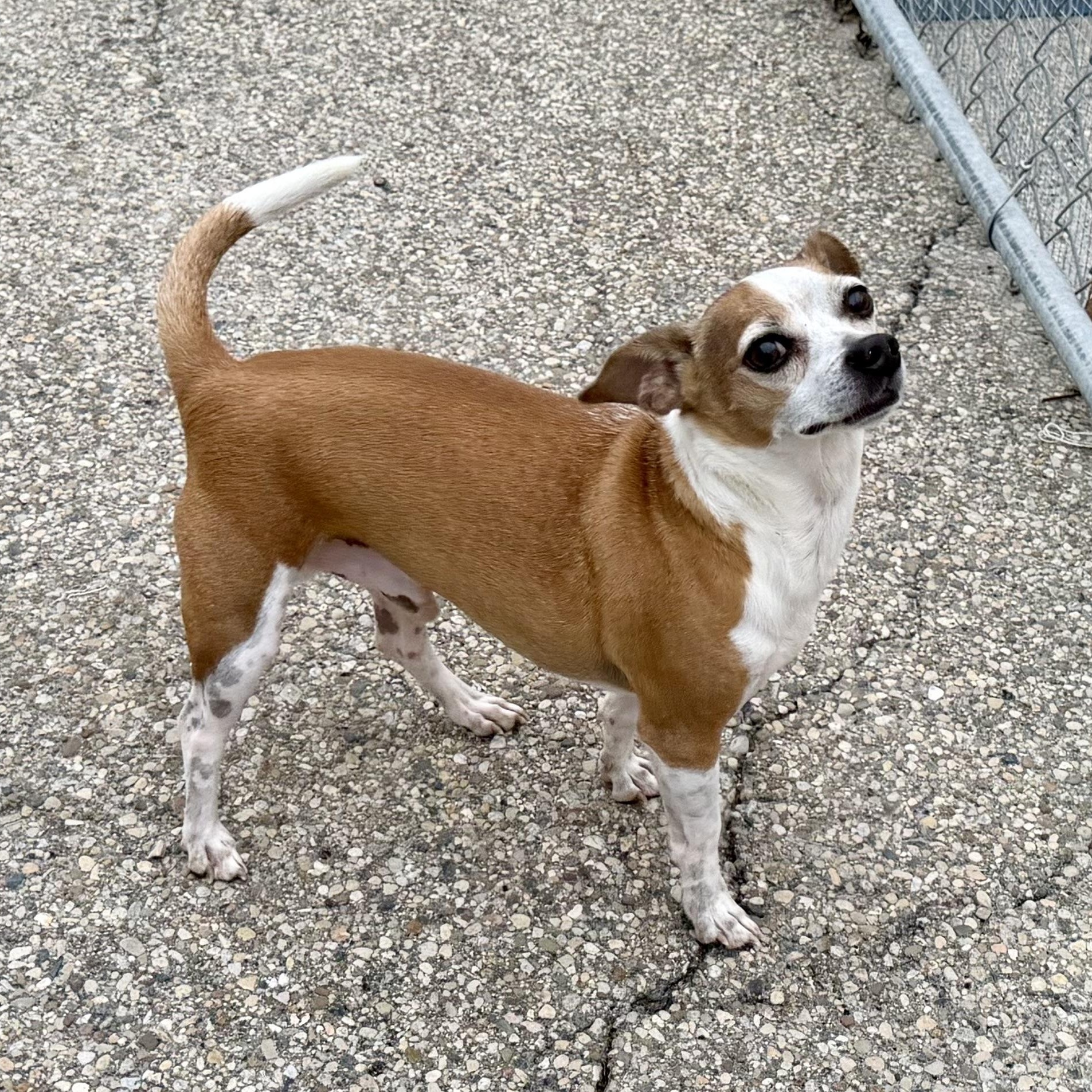Rookie, an adoptable mixed breed in Cincinnati, OH image 1/5