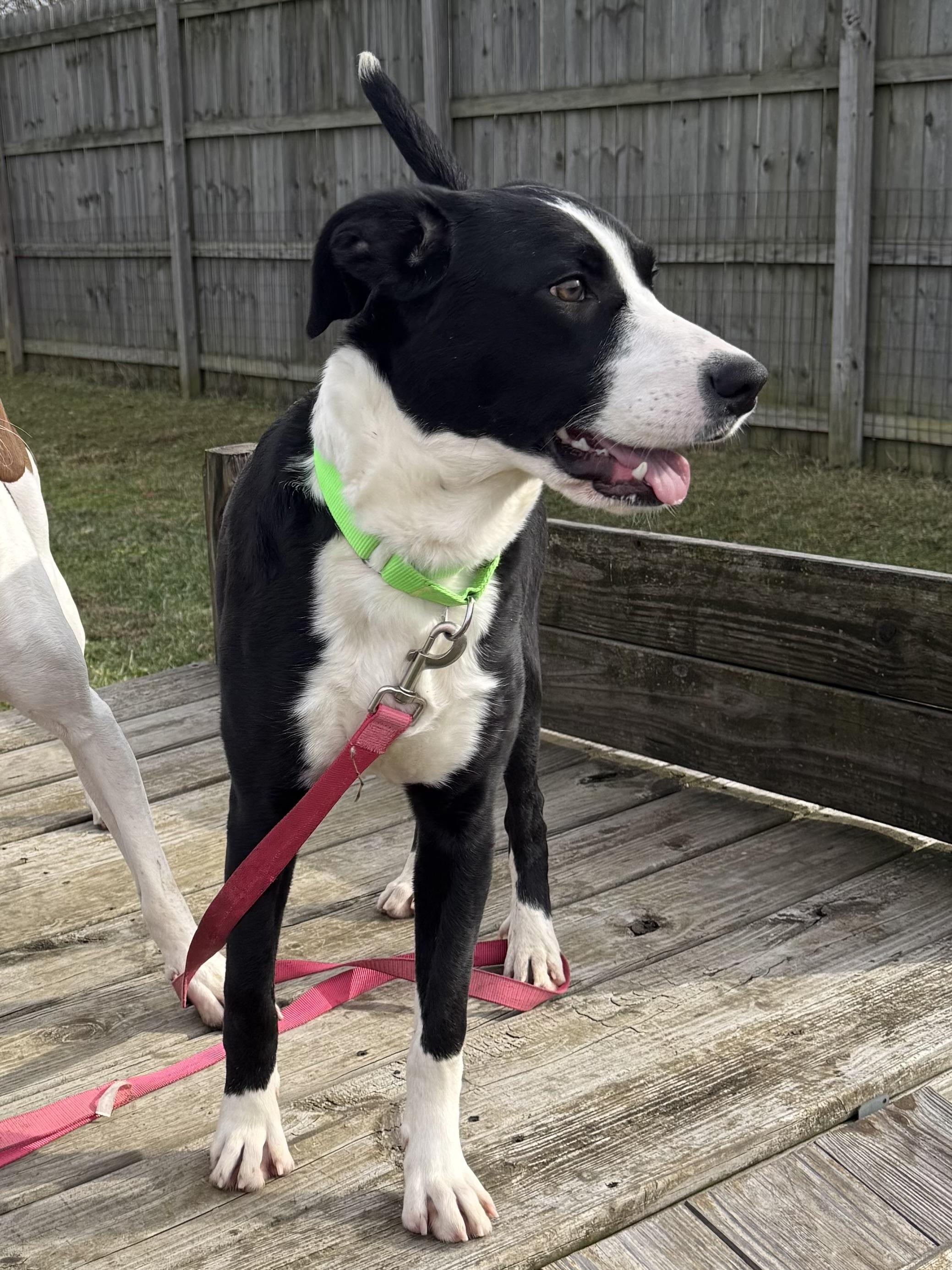 Enlarge Comet, a ADOPTABLE mixed breed in Monroe, OH image 1/3