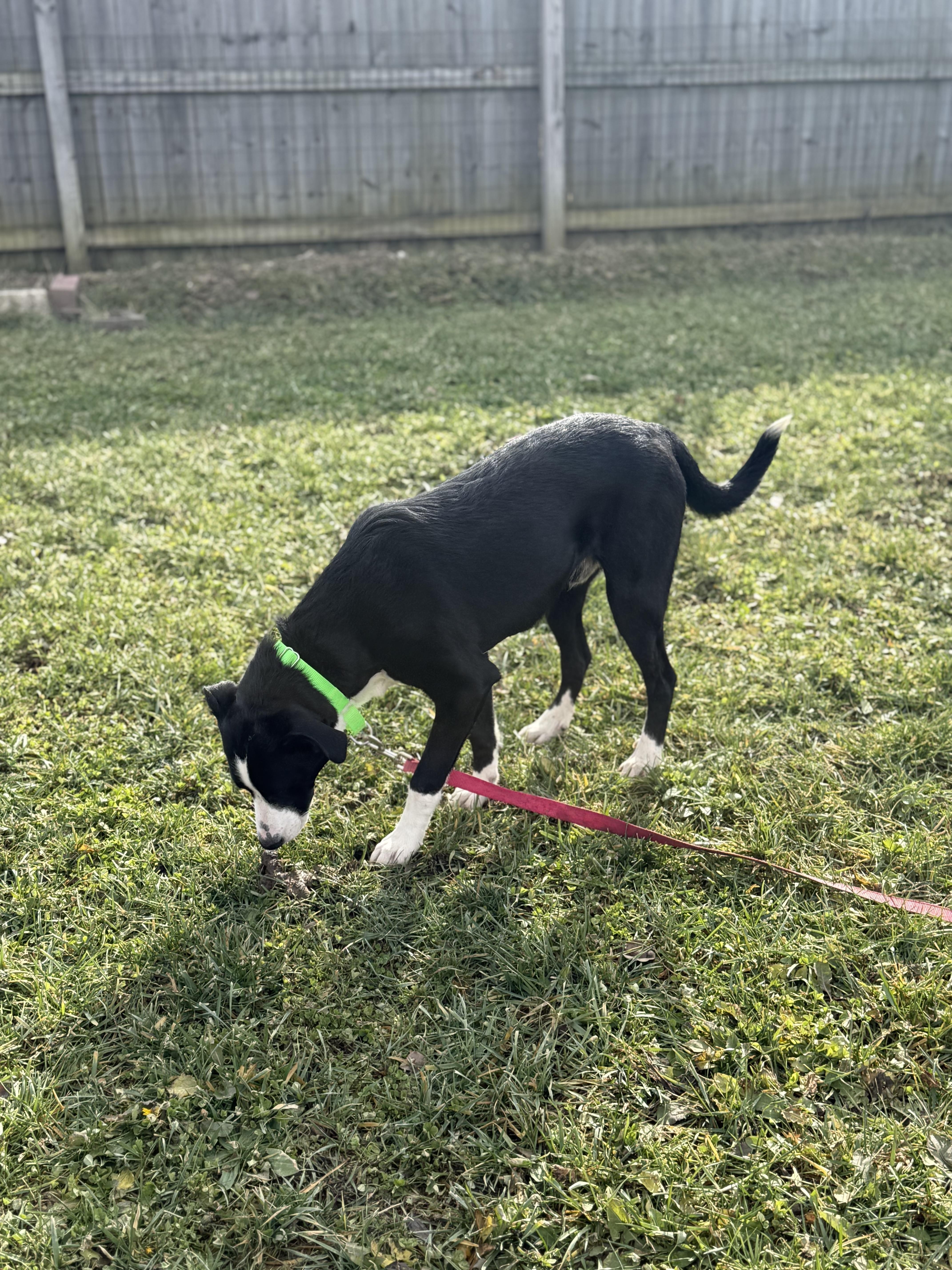 Enlarge Comet, a ADOPTABLE mixed breed in Monroe, OH image 2/3