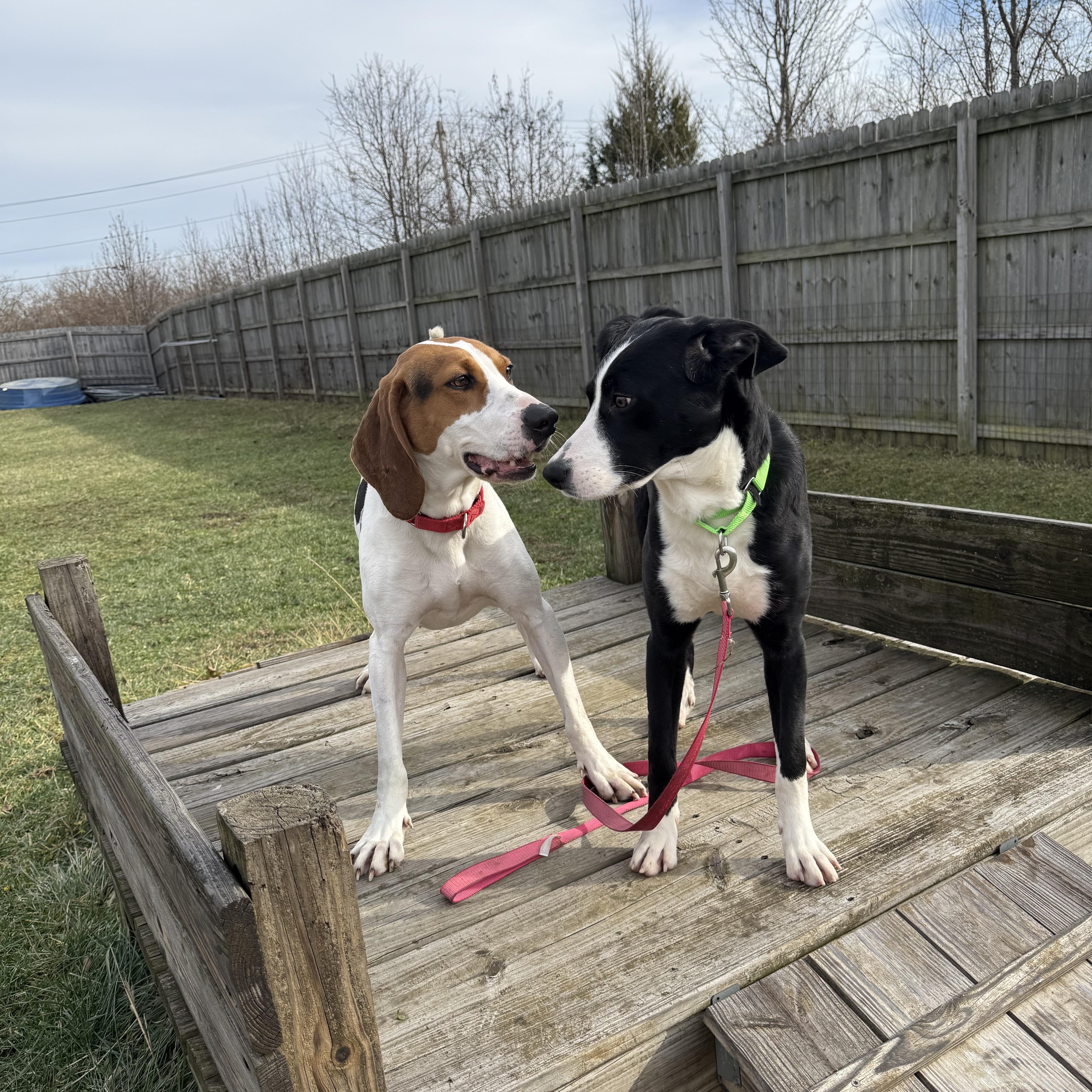 Enlarge Comet, an adopted mixed breed in Monroe, OH image 2/4