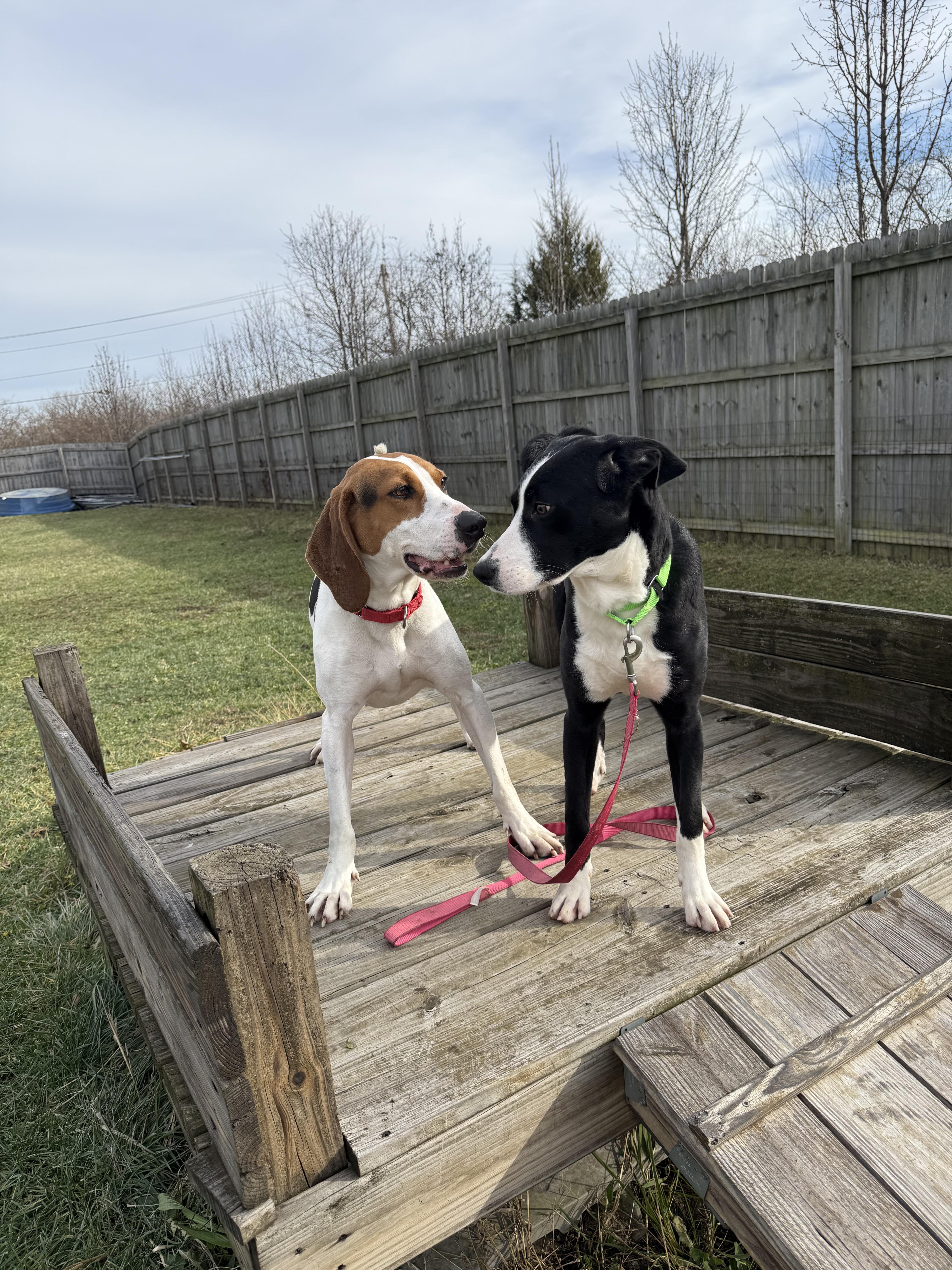 Enlarge Comet, a ADOPTABLE mixed breed in Monroe, OH image 3/3