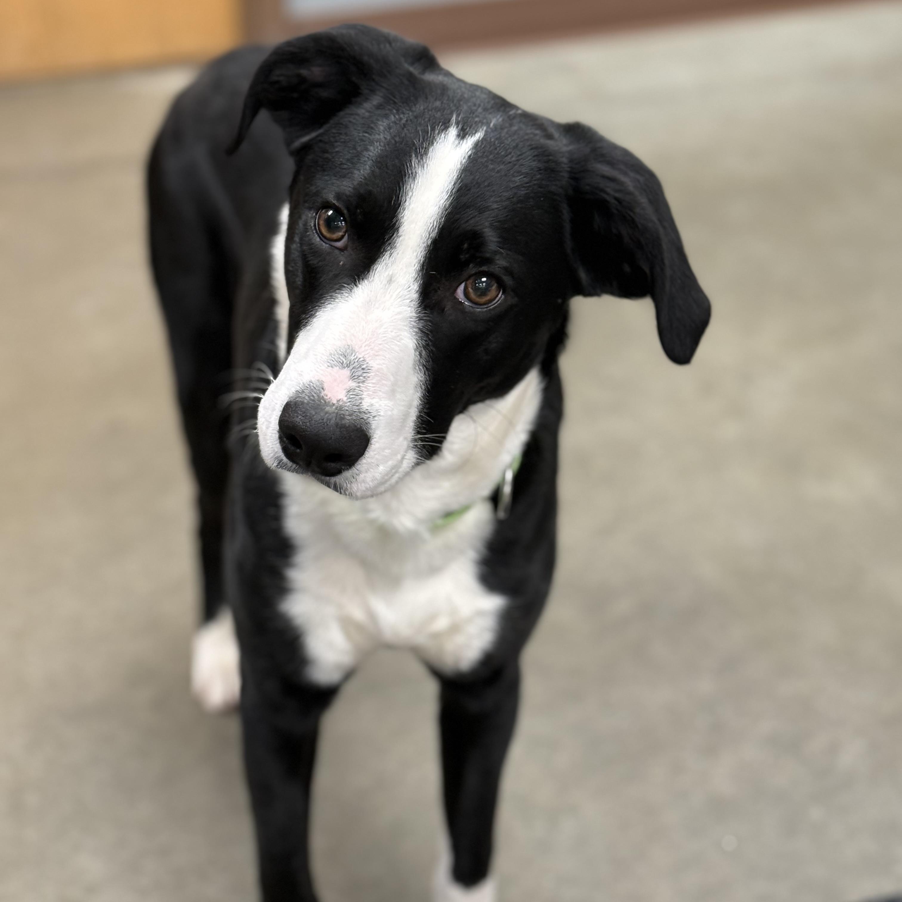 Comet, adopted, Adult Male Hound.