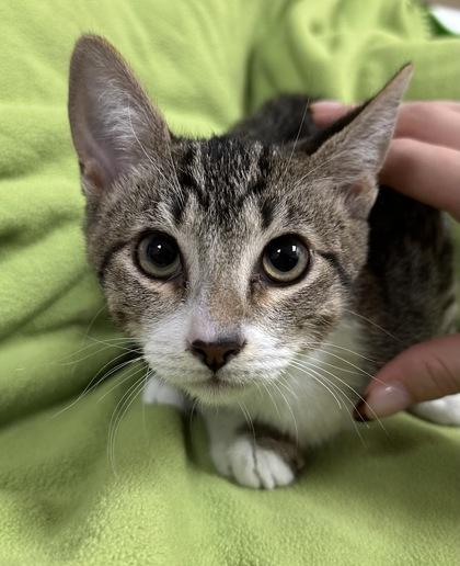 Chevy, Adoptable, Young Male Domestic Short Hair & Domestic Short Hair.