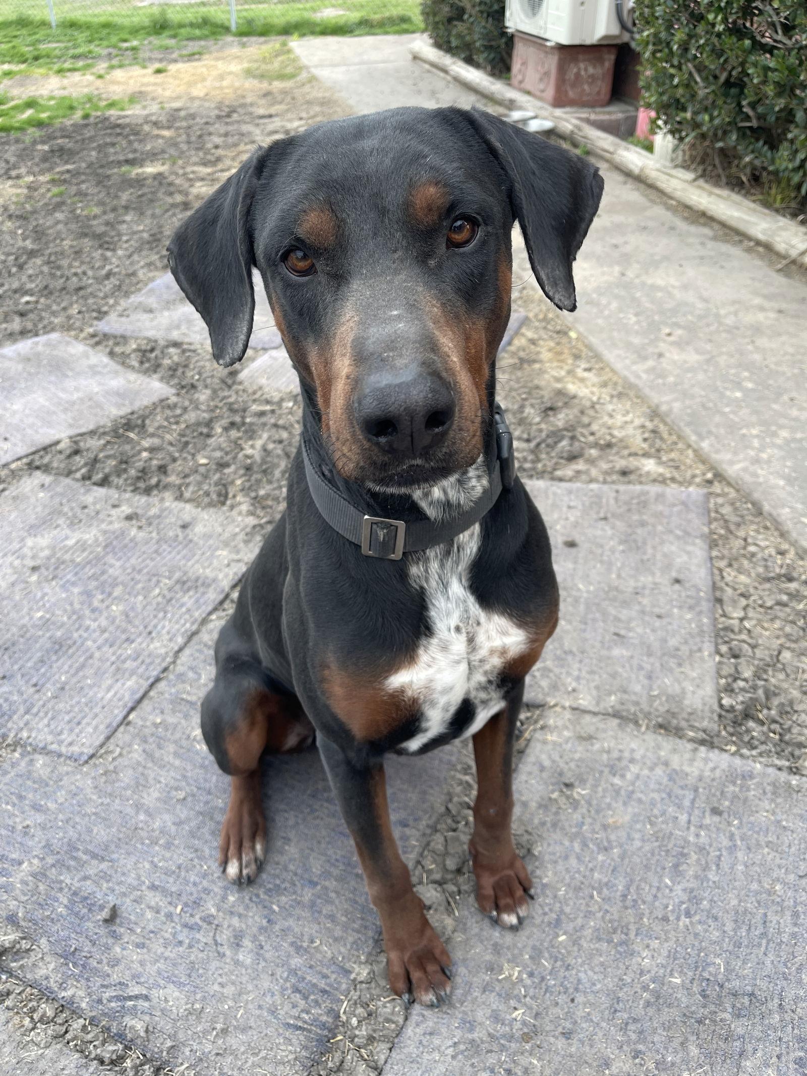 Enlarge Hank, a Adoptable Doberman Pinscher in Mesquite, TX image 1/2