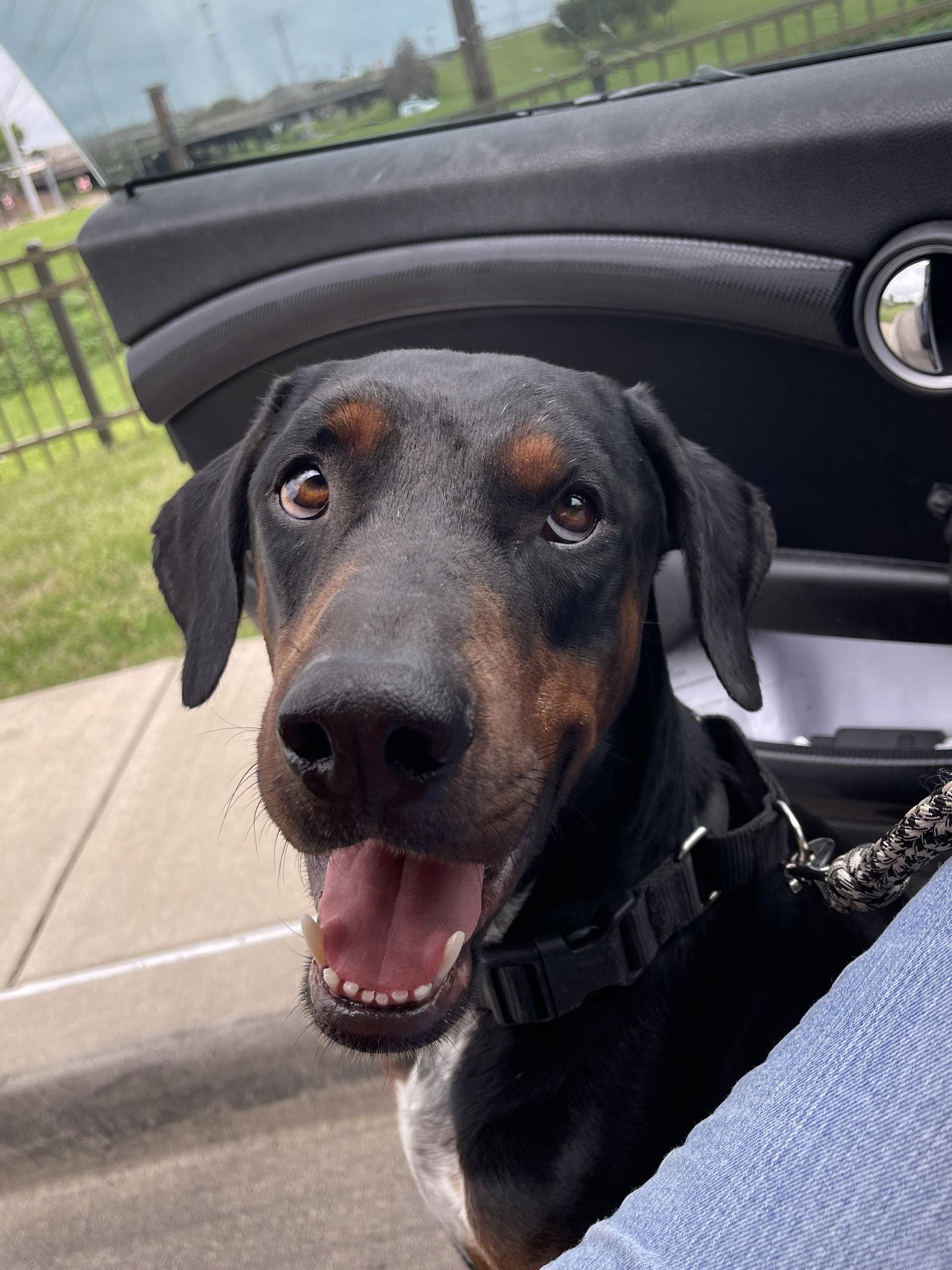Enlarge Hank, a Adoptable Doberman Pinscher in Mesquite, TX image 2/2