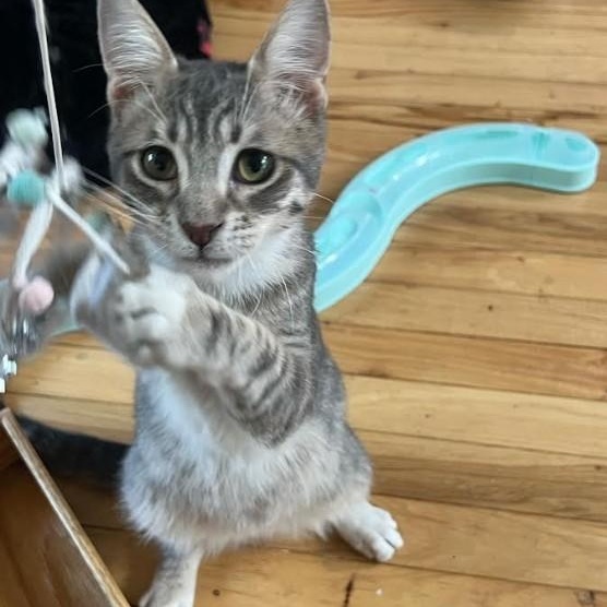 Enlarge Jethro & Leroy Groth, a Adoptable Domestic Short Hair in Denver, CO image 2/5