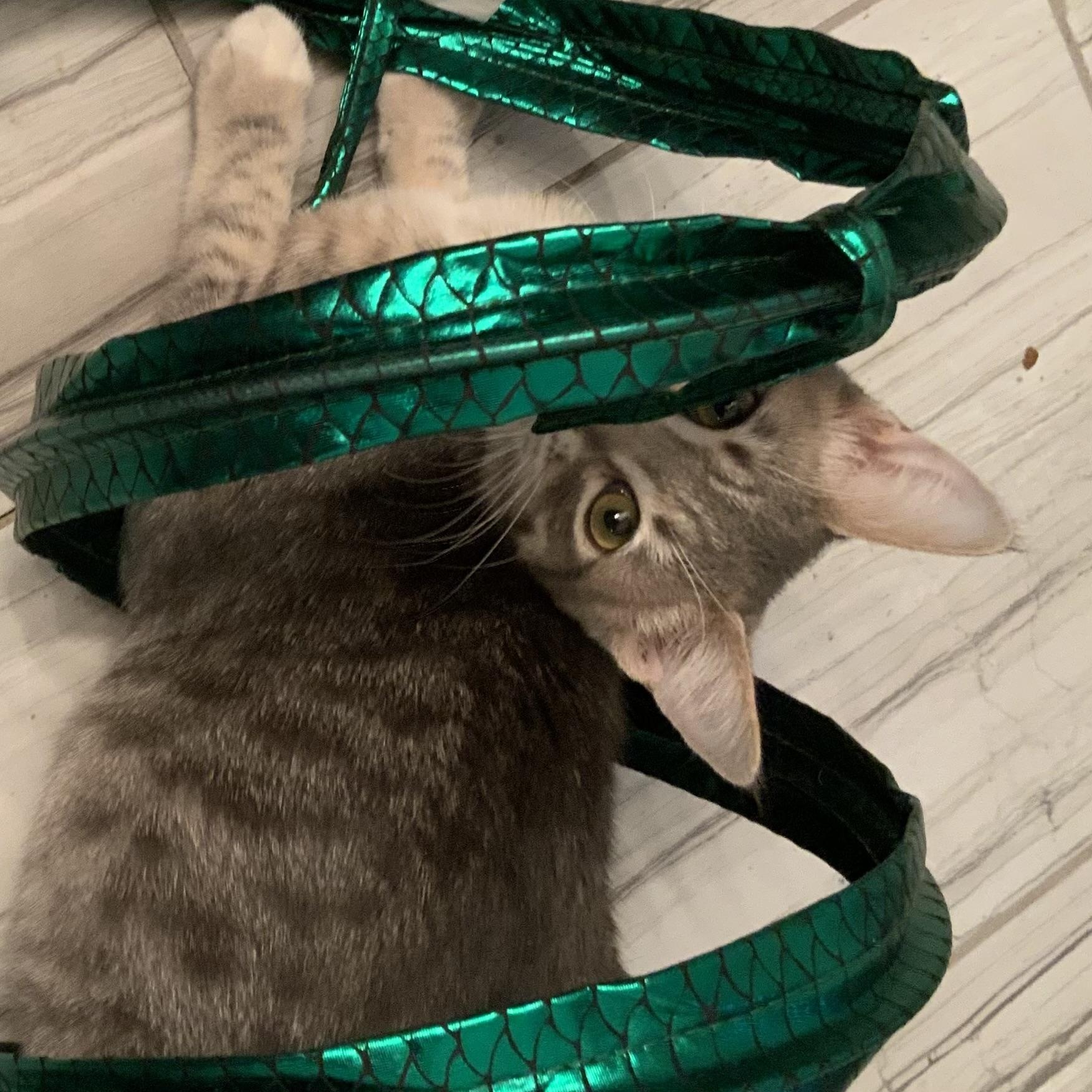 Enlarge Jethro & Leroy Groth, a Adoptable Domestic Short Hair in Denver, CO image 5/5