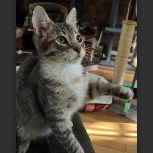 Enlarge Jethro & Leroy Groth, a Adoptable Domestic Short Hair in Denver, CO image 4/5