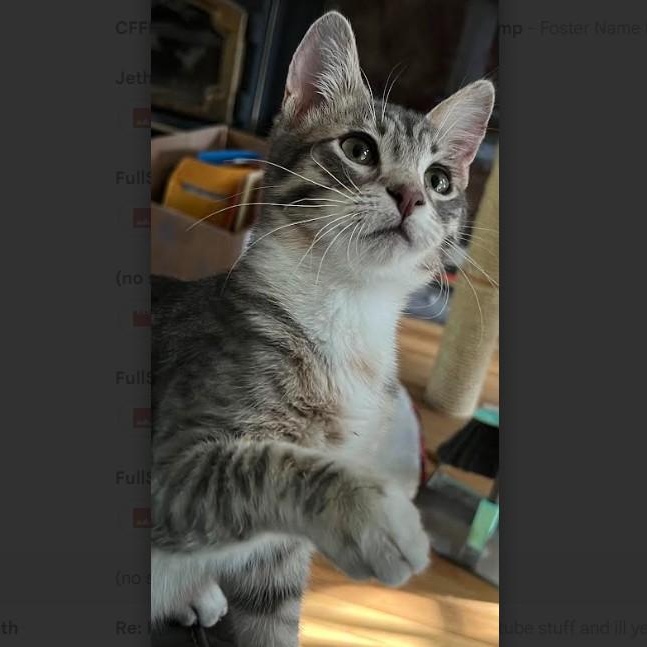 Jethro & Leroy Groth, Adoptable, Young Male Domestic Short Hair.