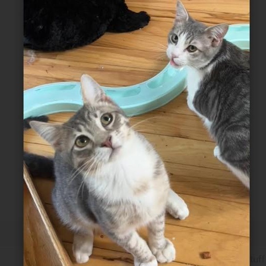 Enlarge Jethro & Leroy Groth, a Adoptable Domestic Short Hair in Denver, CO image 3/5