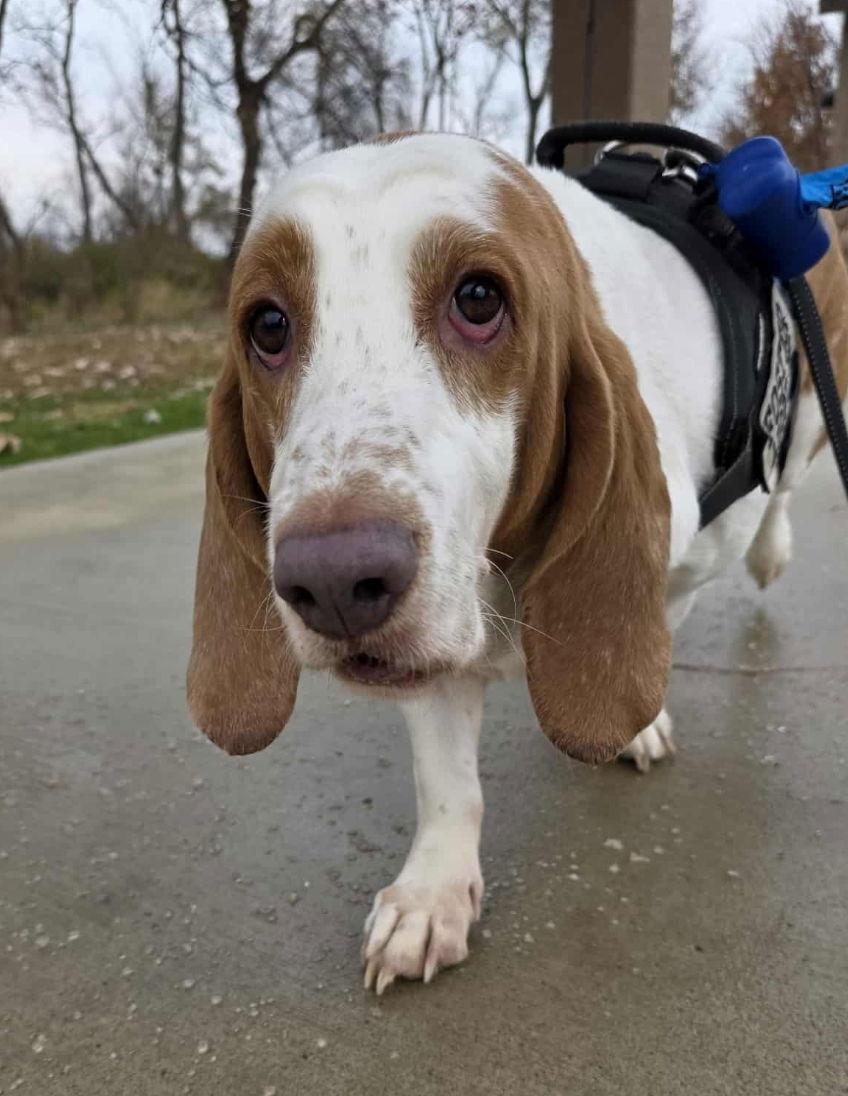 Flash (11-2025), Adoptable, Adult Male Basset Hound.