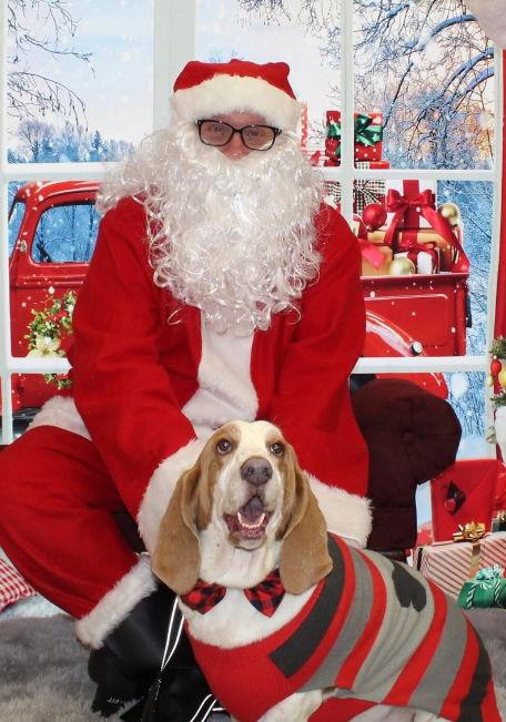 Enlarge Flash (11-2025), a Adoptable Basset Hound in Brookville, OH image 2/2