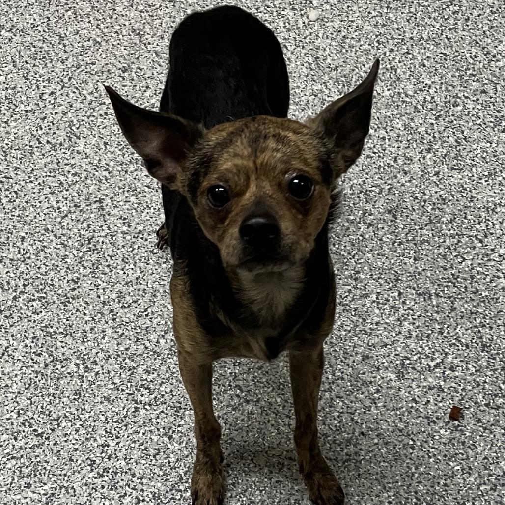Enlarge Rosco, a Adoptable mixed breed in Grand Rapids, MI image 1/1