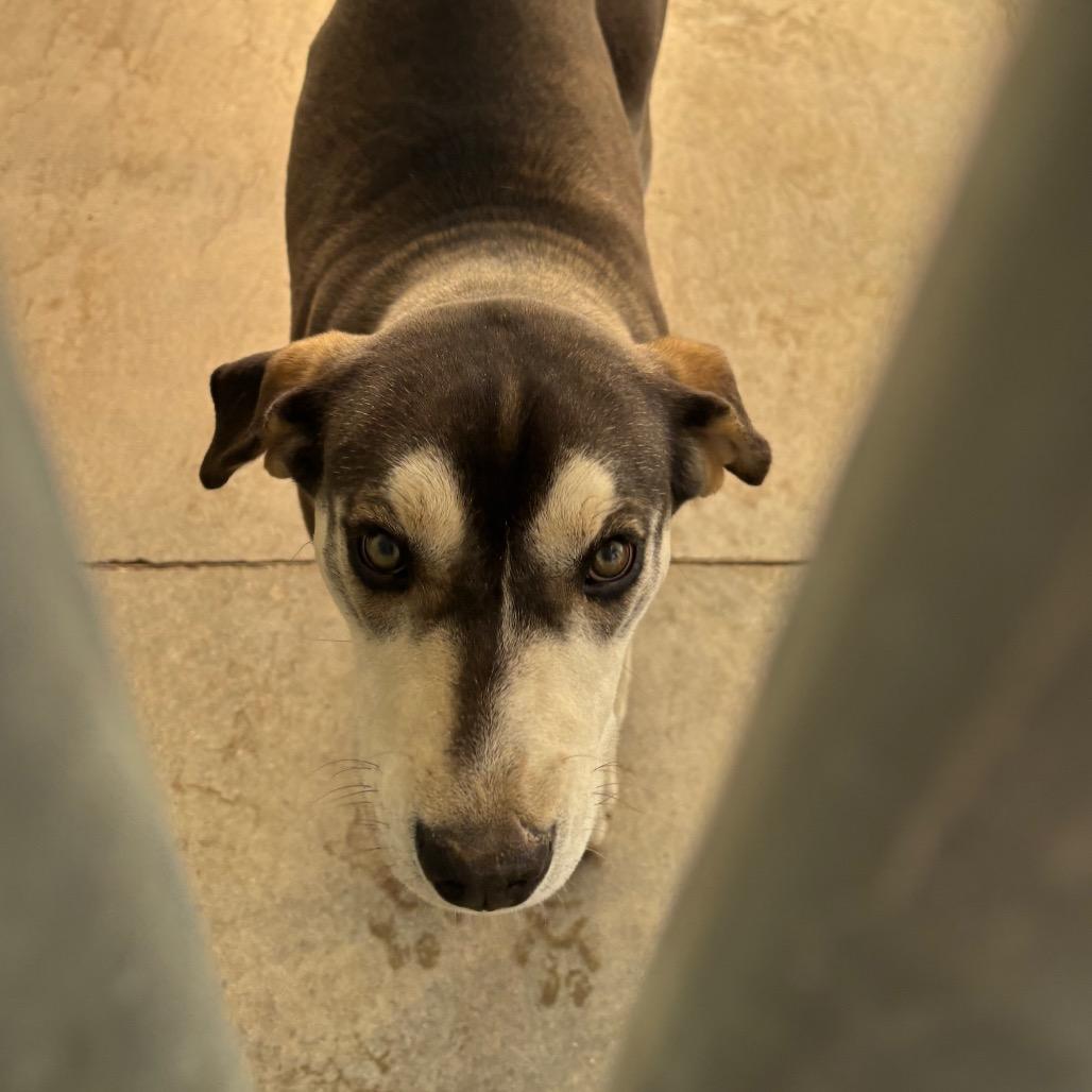 Lenora, Adoptable, Young Female Hound.