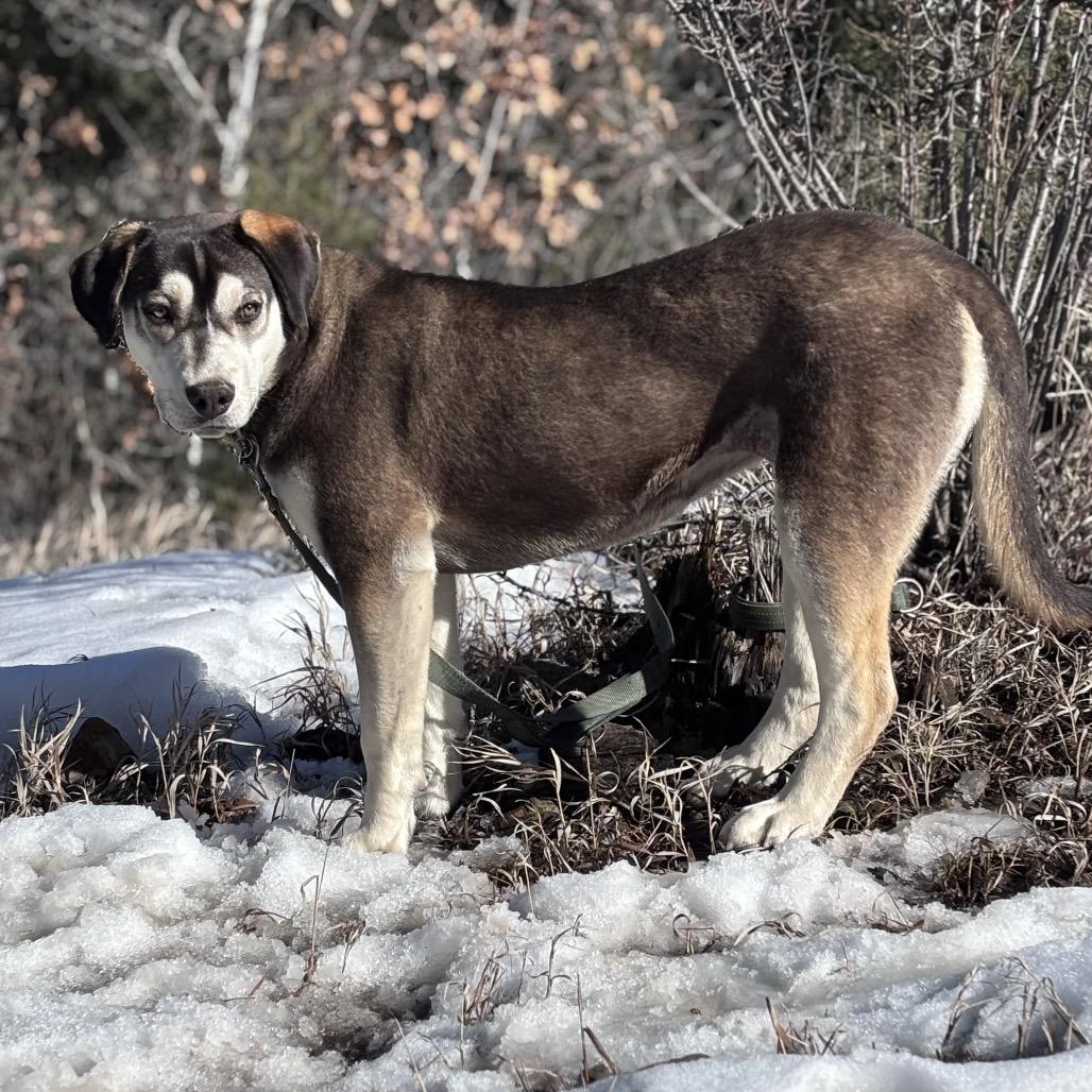 Enlarge Lenora, a Adoptable Hound in Taos, NM image 3/6