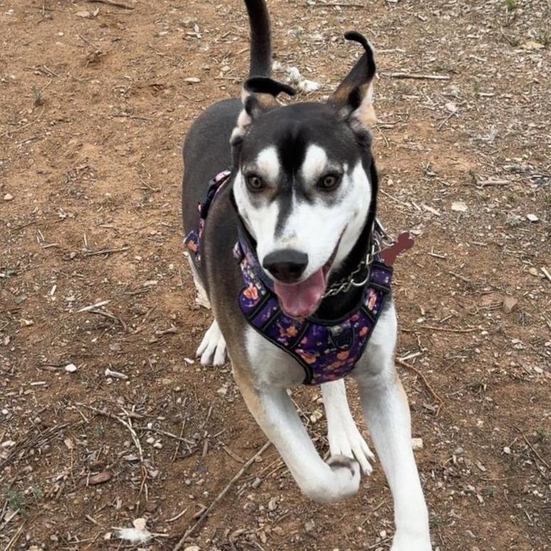 Enlarge Lenora, a Adoptable Hound in Taos, NM image 5/6