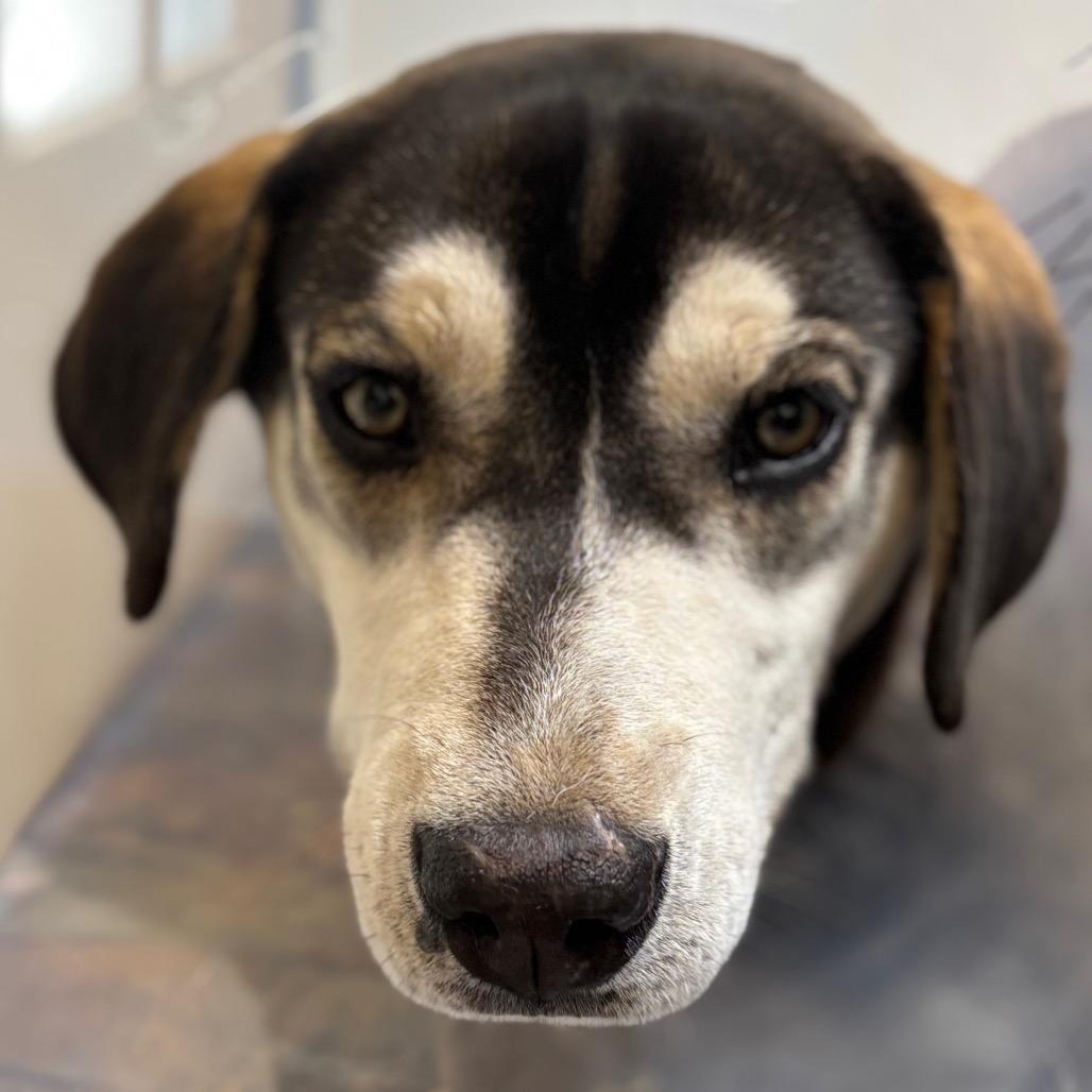 Enlarge Lenora, a Adoptable Hound in Taos, NM image 6/6