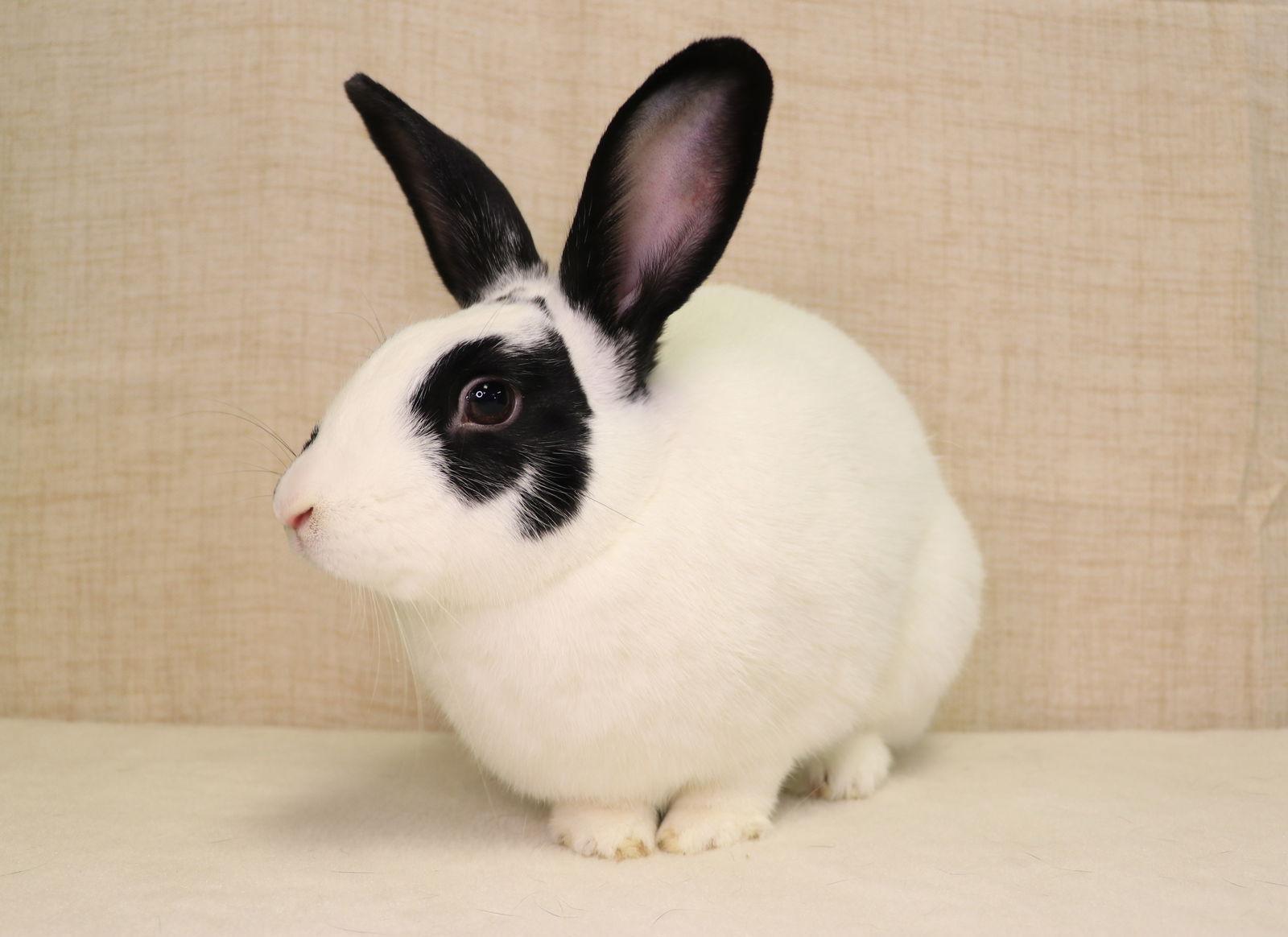 Sunny, Adoptable, Young Female English Spot.