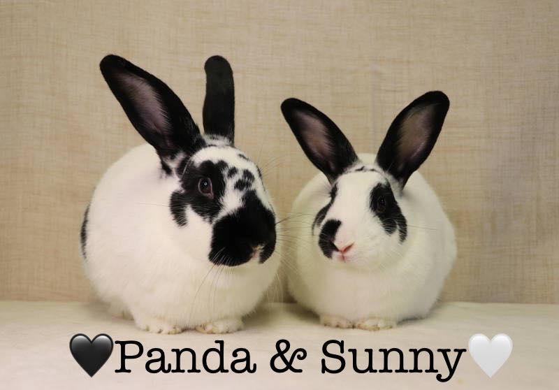 Enlarge Sunny, a Adoptable English Spot in Lakeville, MN image 2/3