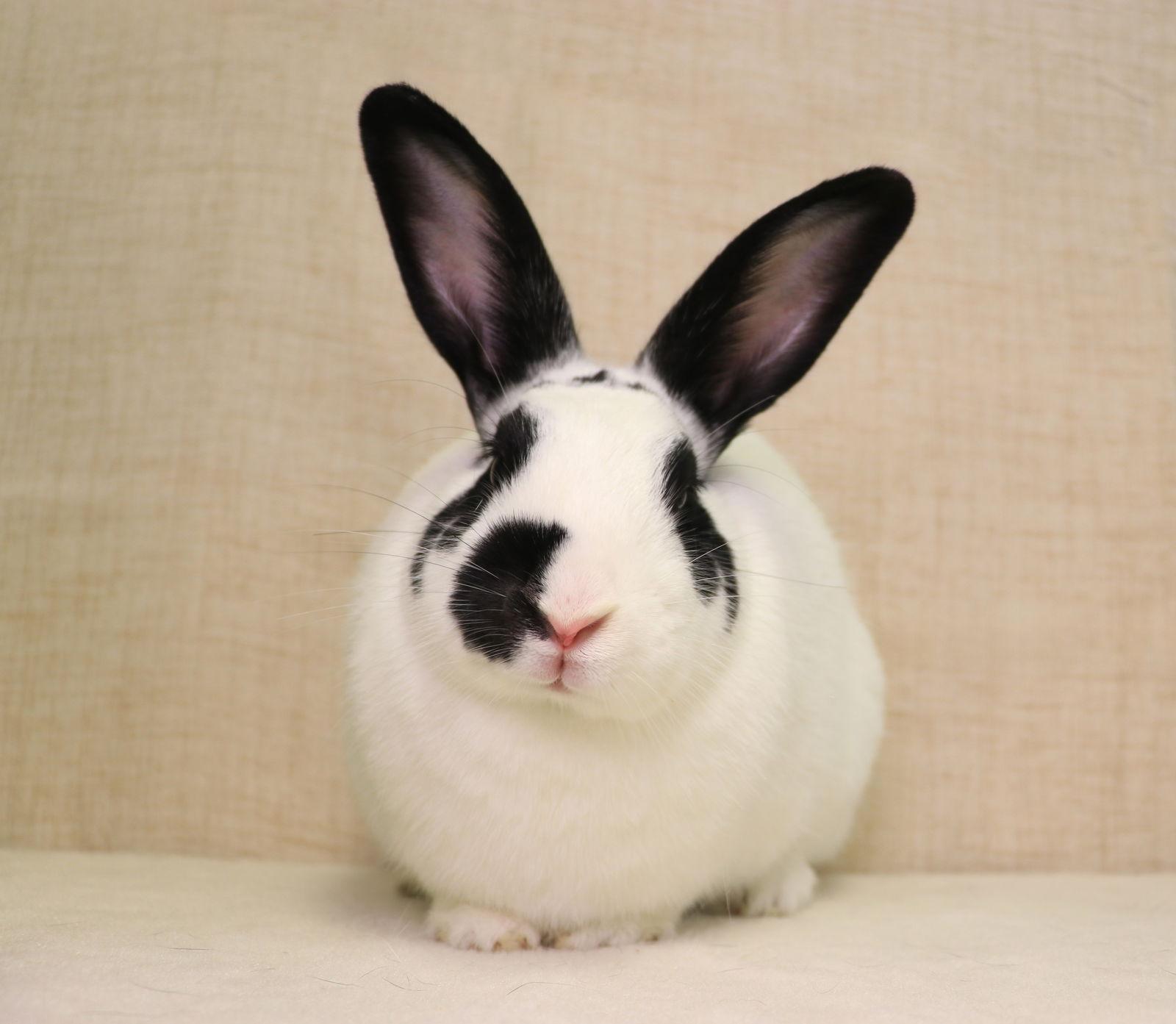 Enlarge Sunny, a Adoptable English Spot in Lakeville, MN image 3/3