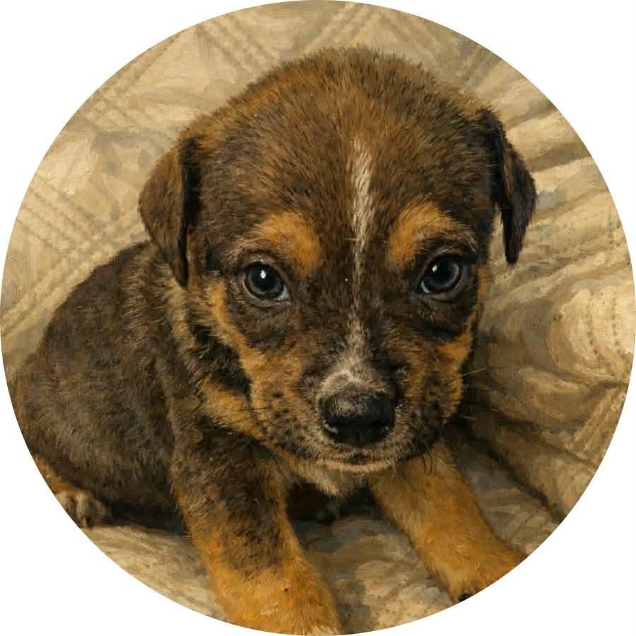 Buster, ADOPTABLE, Puppy Male Hound & Retriever.