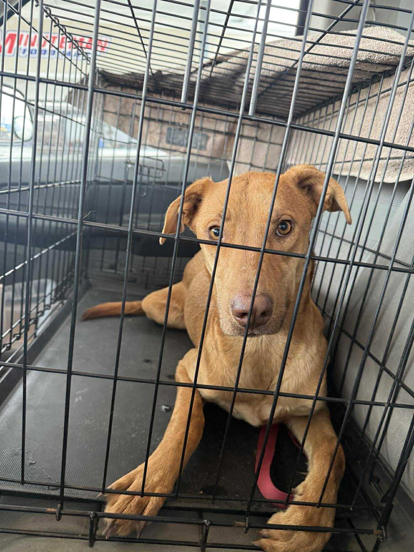 Enlarge Buster, a ADOPTABLE mixed breed in Billerica, MA image 3/6