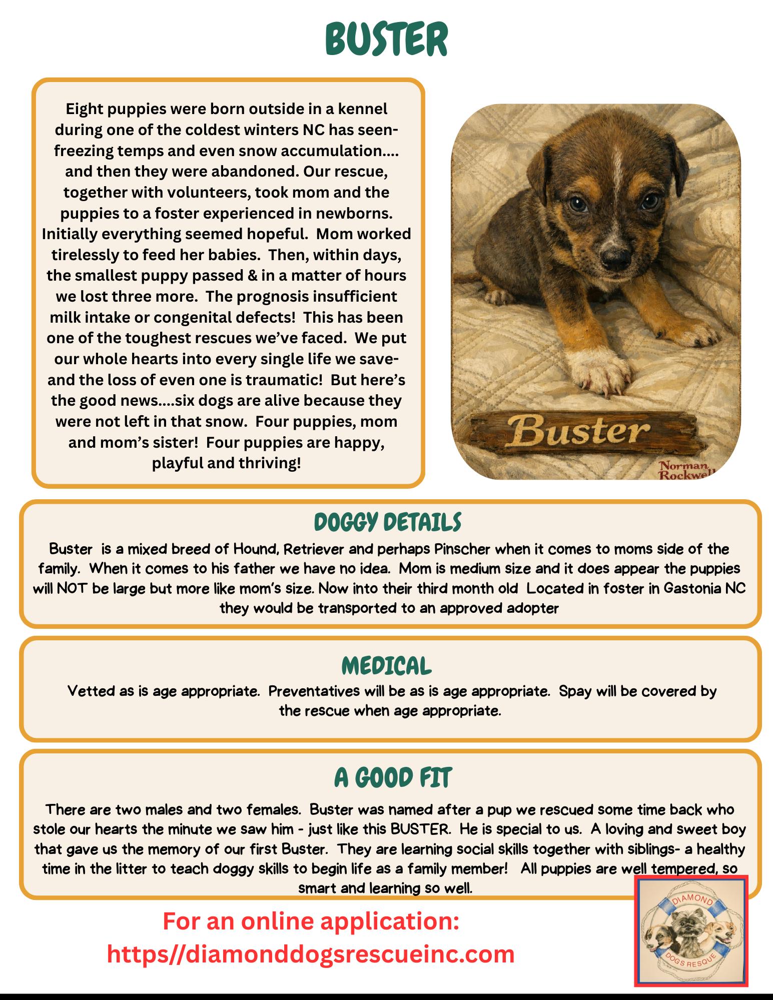 Enlarge Buster, a ADOPTABLE mixed breed in Billerica, MA image 6/6