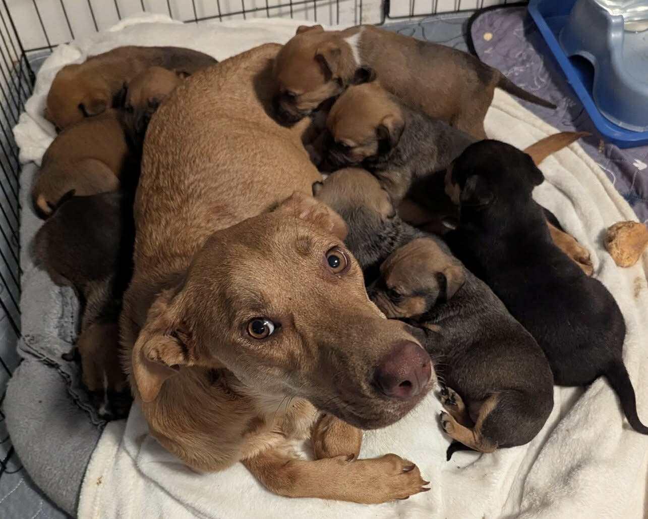 Enlarge Buster, a ADOPTABLE mixed breed in Billerica, MA image 4/6