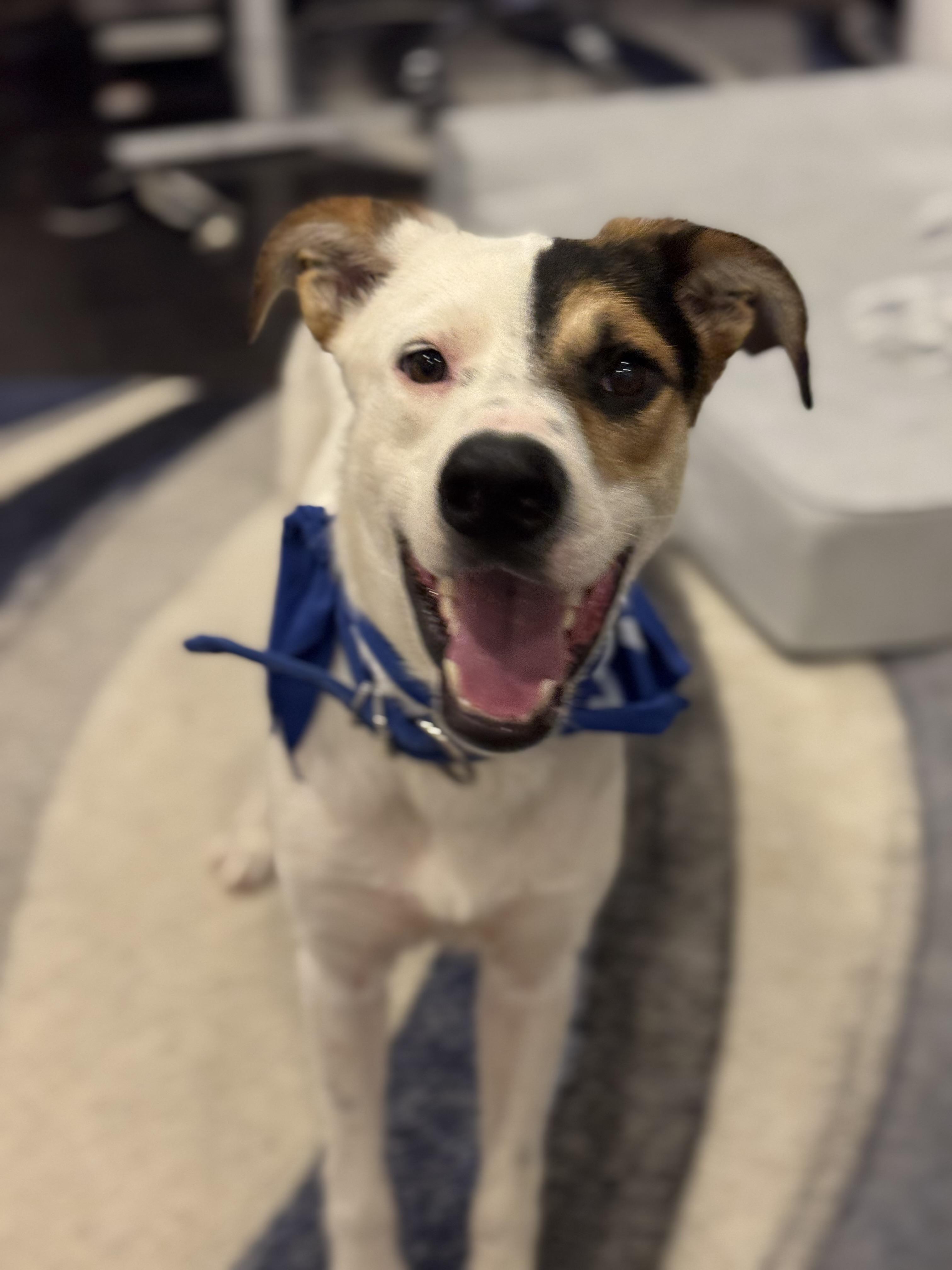 BonBon, Adoptable, Puppy Male German Shepherd Dog & Shepherd.