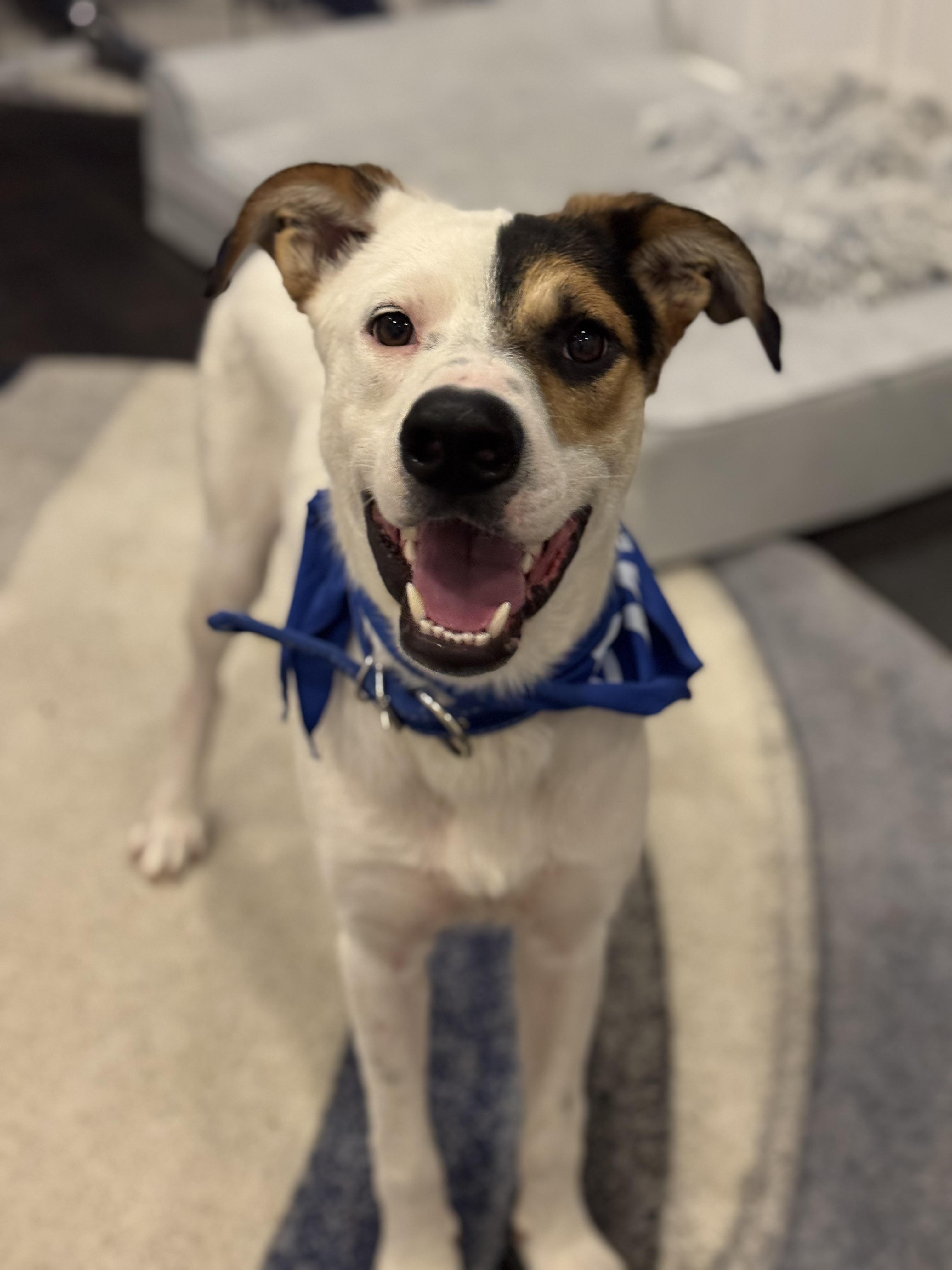Enlarge BonBon, a Adoptable mixed breed in Bakersfield, CA image 2/6