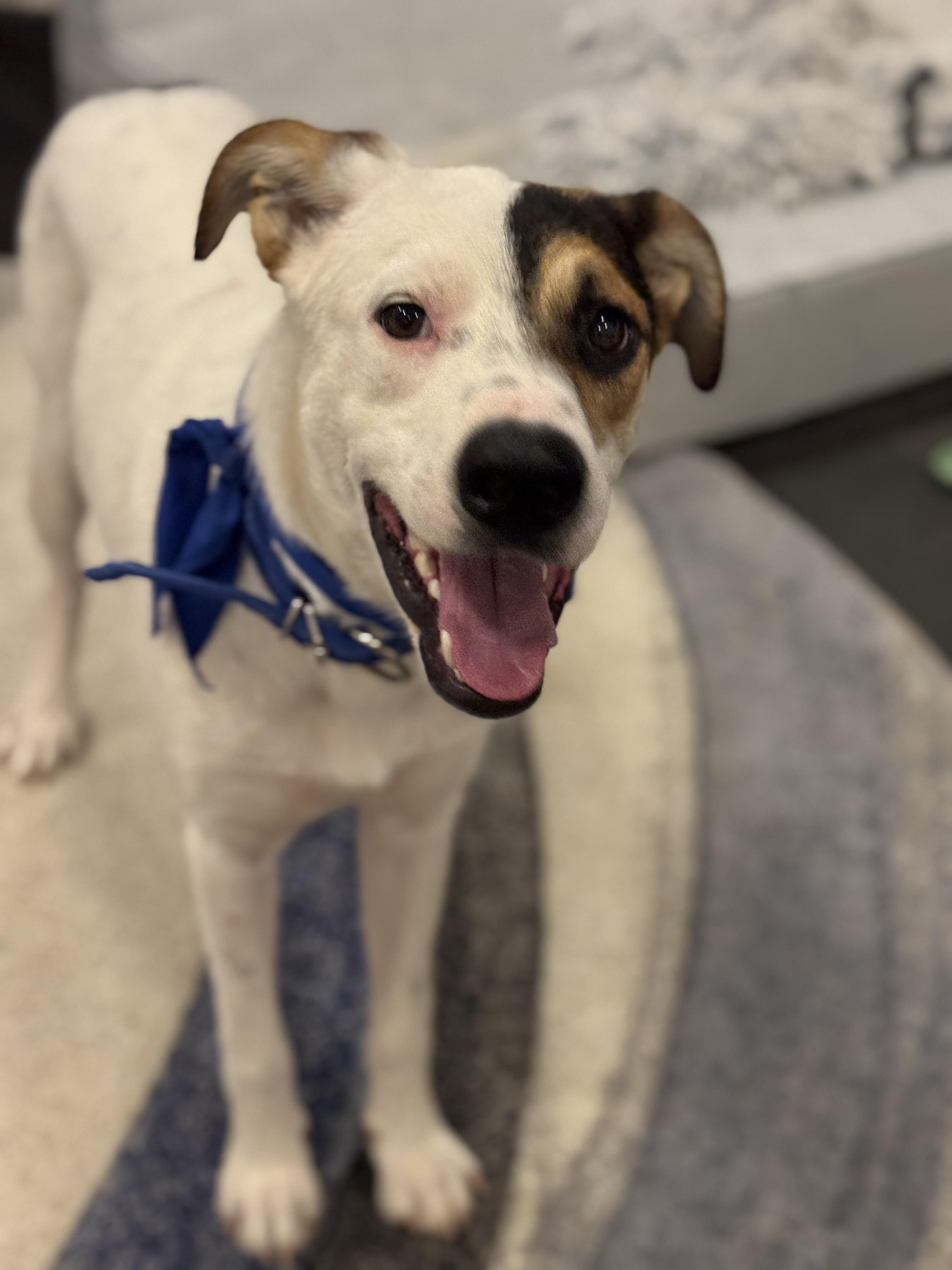 Enlarge BonBon, a Adoptable mixed breed in Bakersfield, CA image 3/6